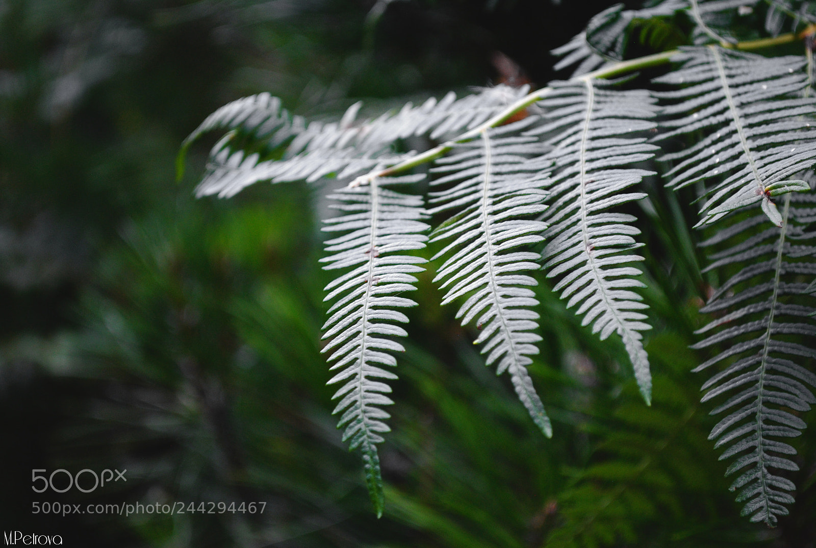 Nikon D3000 sample photo. Woods vibes photography