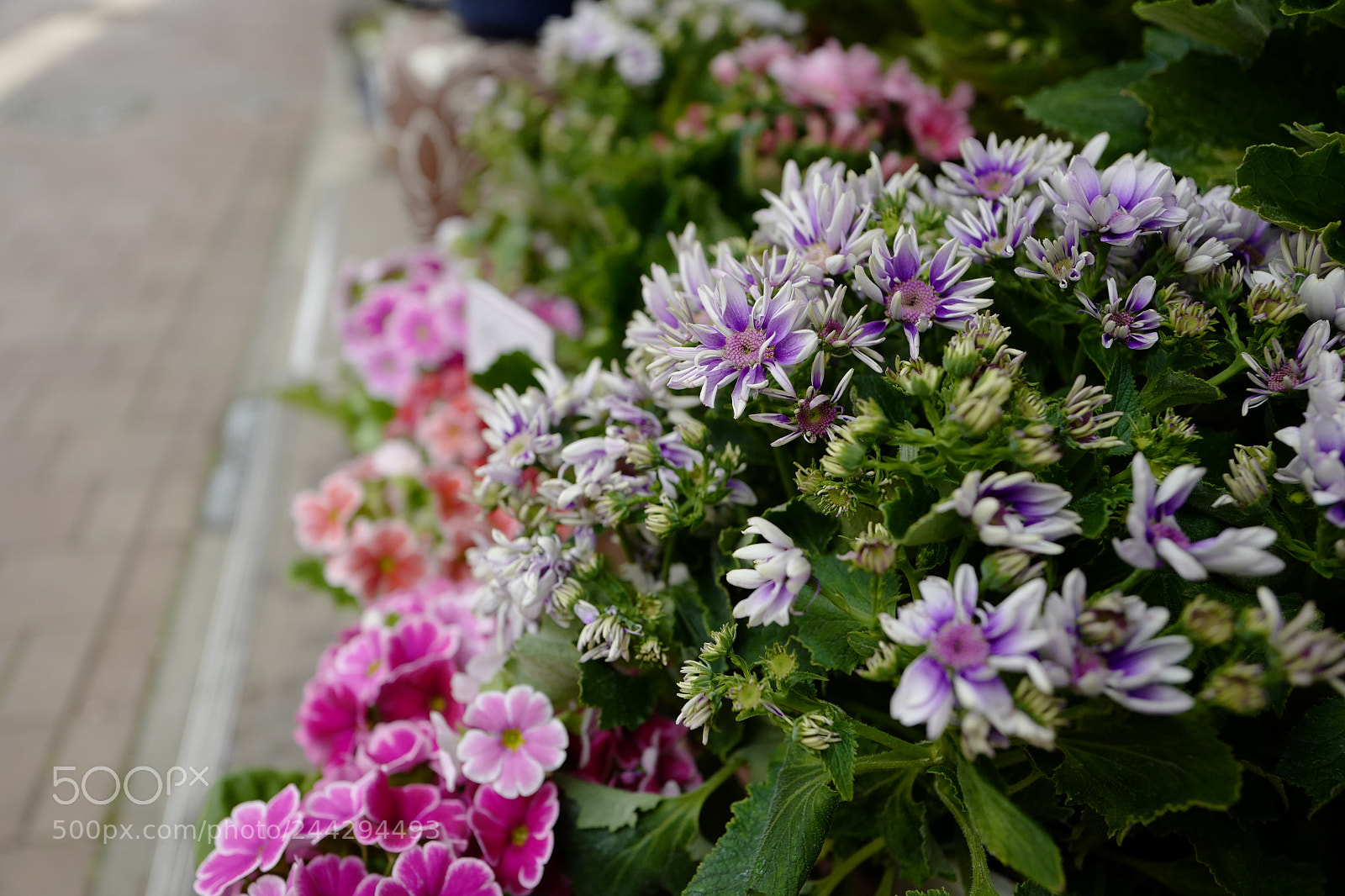 Leica Q (Typ 116) sample photo. 冬の花たち photography
