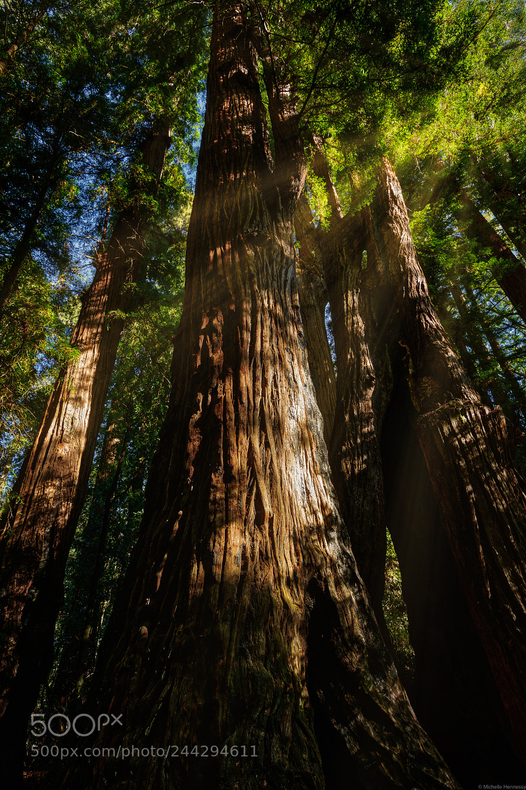 Nikon D850 sample photo. Redwoods photography