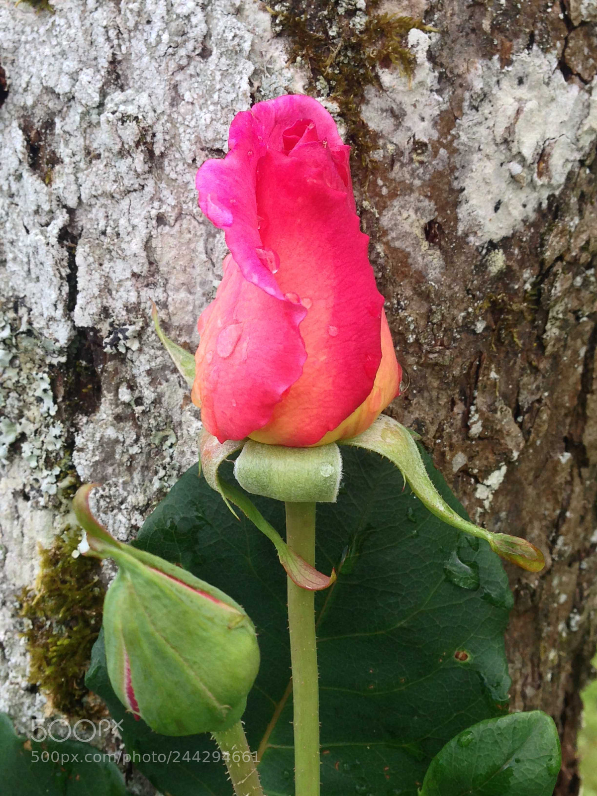 Apple iPhone 5 sample photo. A rose by any photography