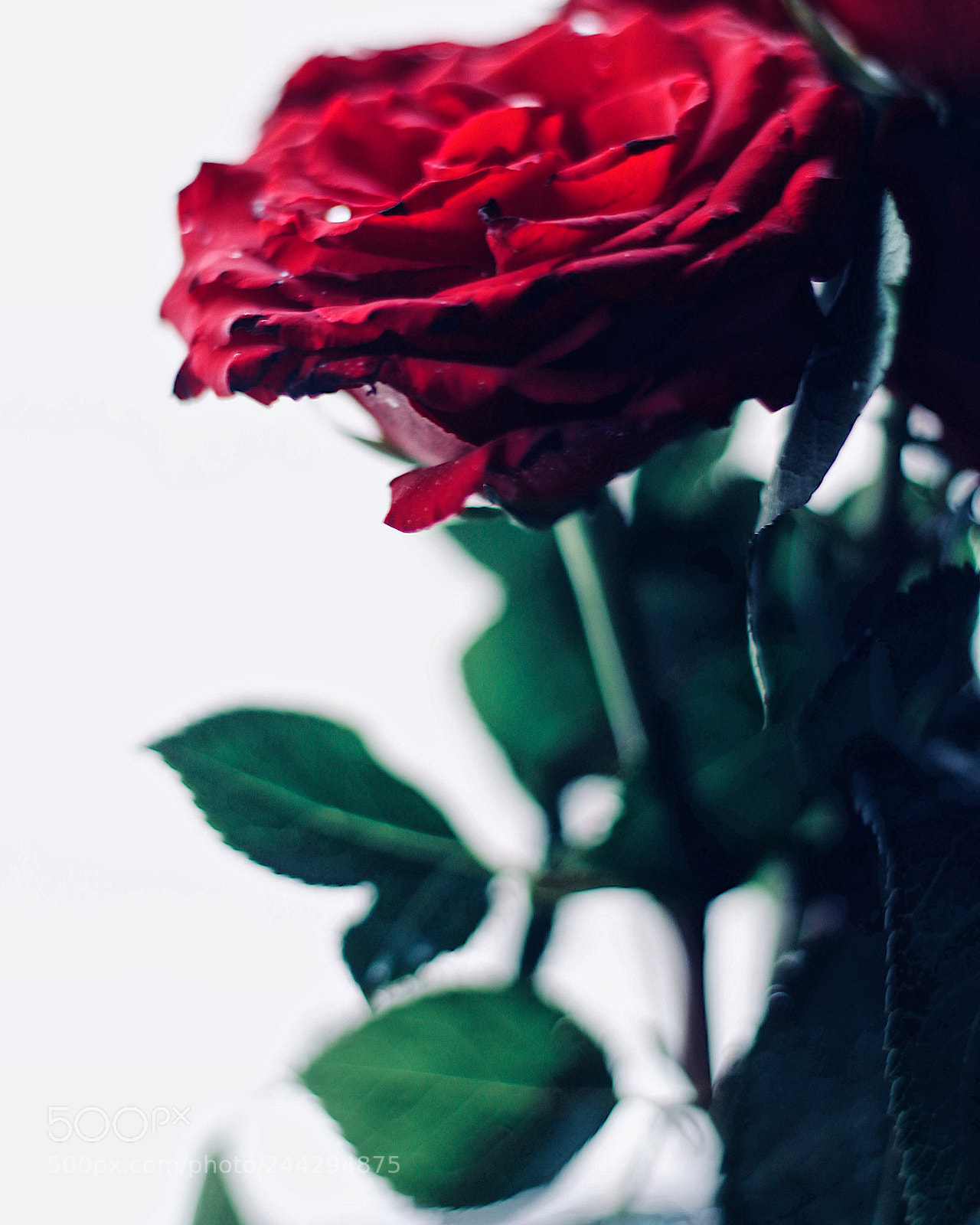 Canon EOS 650D (EOS Rebel T4i / EOS Kiss X6i) sample photo. Rose ❤️ photography