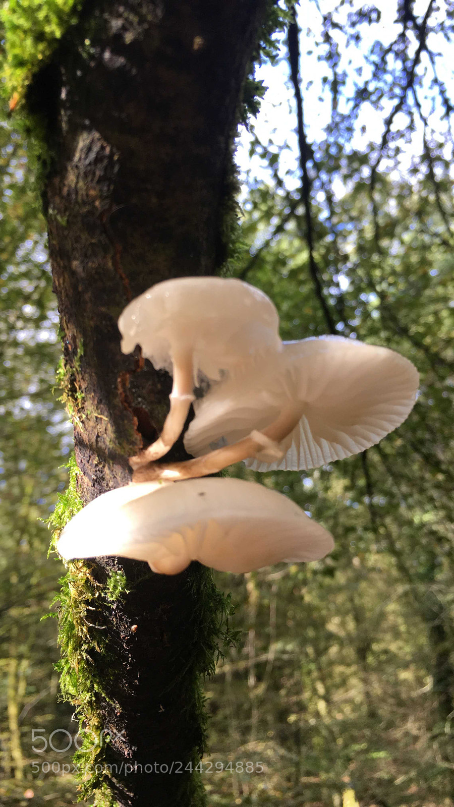Apple iPhone 6s sample photo. A lovely tree fungi photography