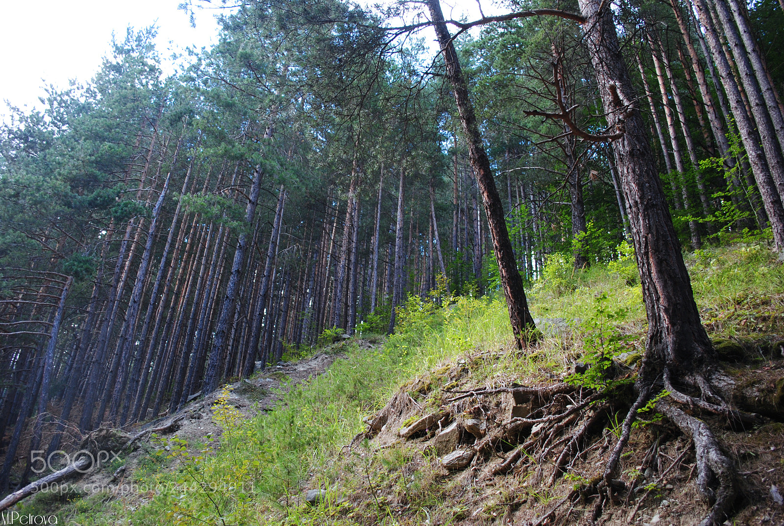 Nikon D3000 sample photo. Lose yourself in the photography