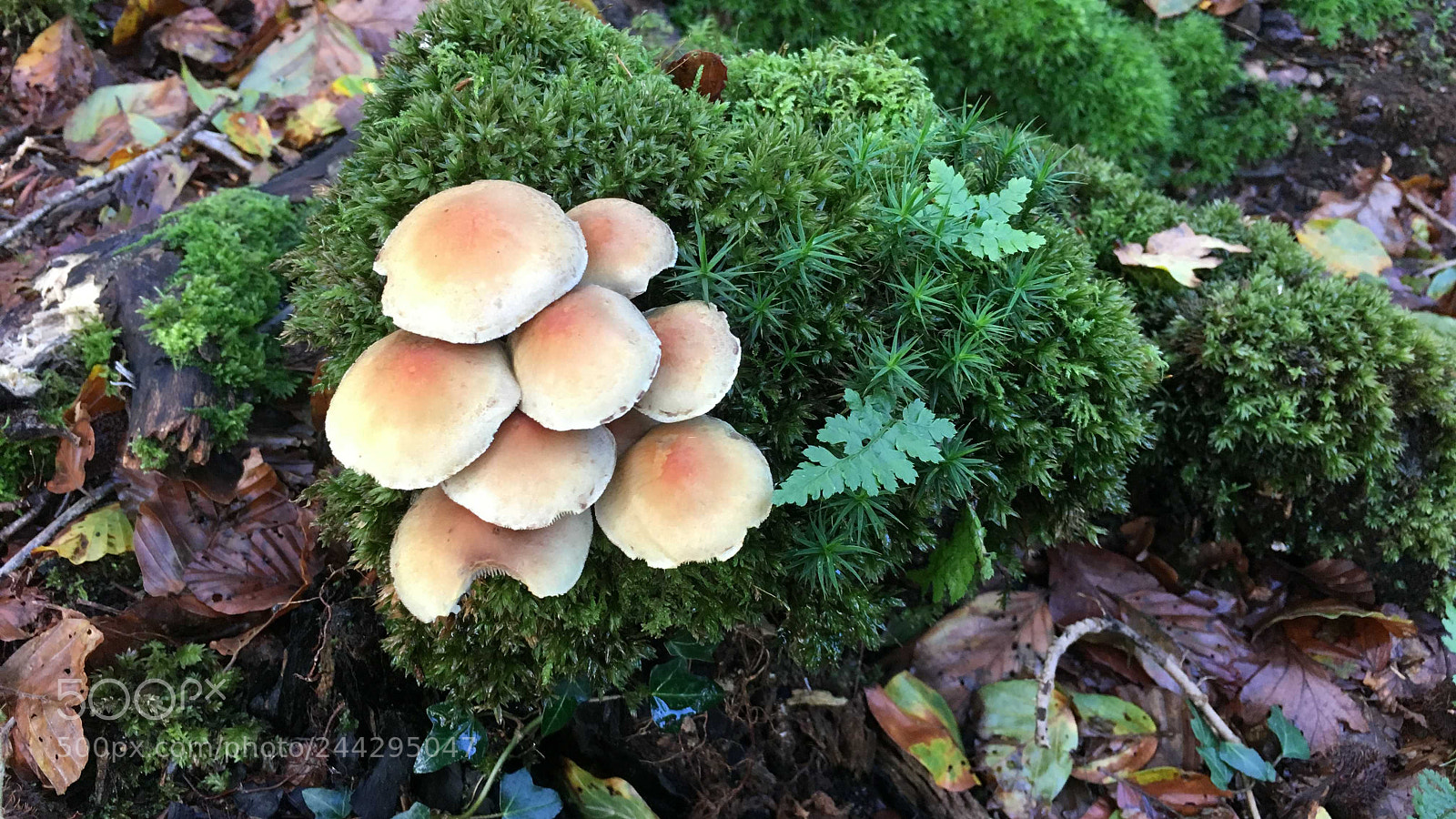 Apple iPhone 6s sample photo. Bunch of tree fungi photography
