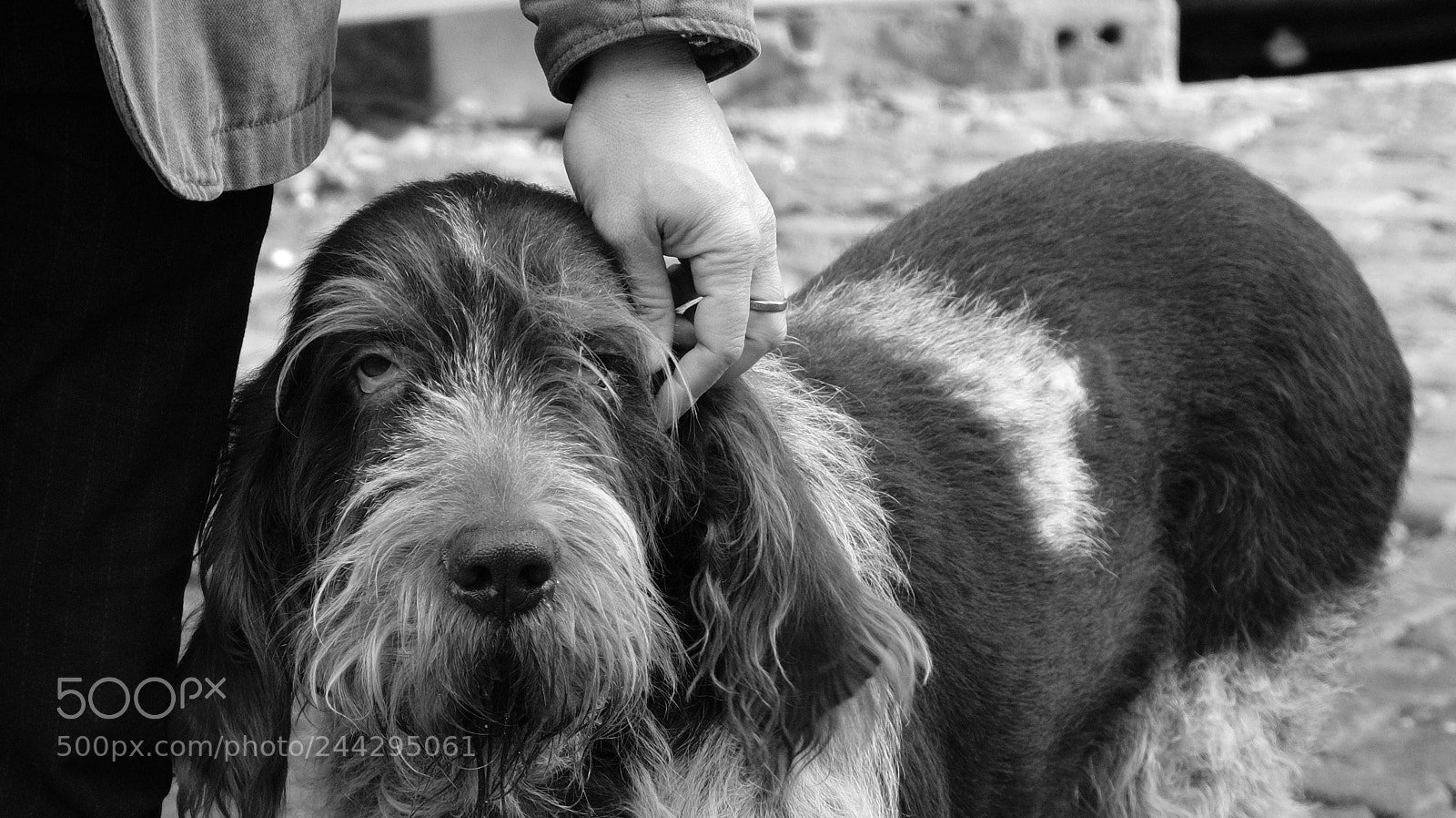 Fujifilm X-T20 sample photo. The best friend photography