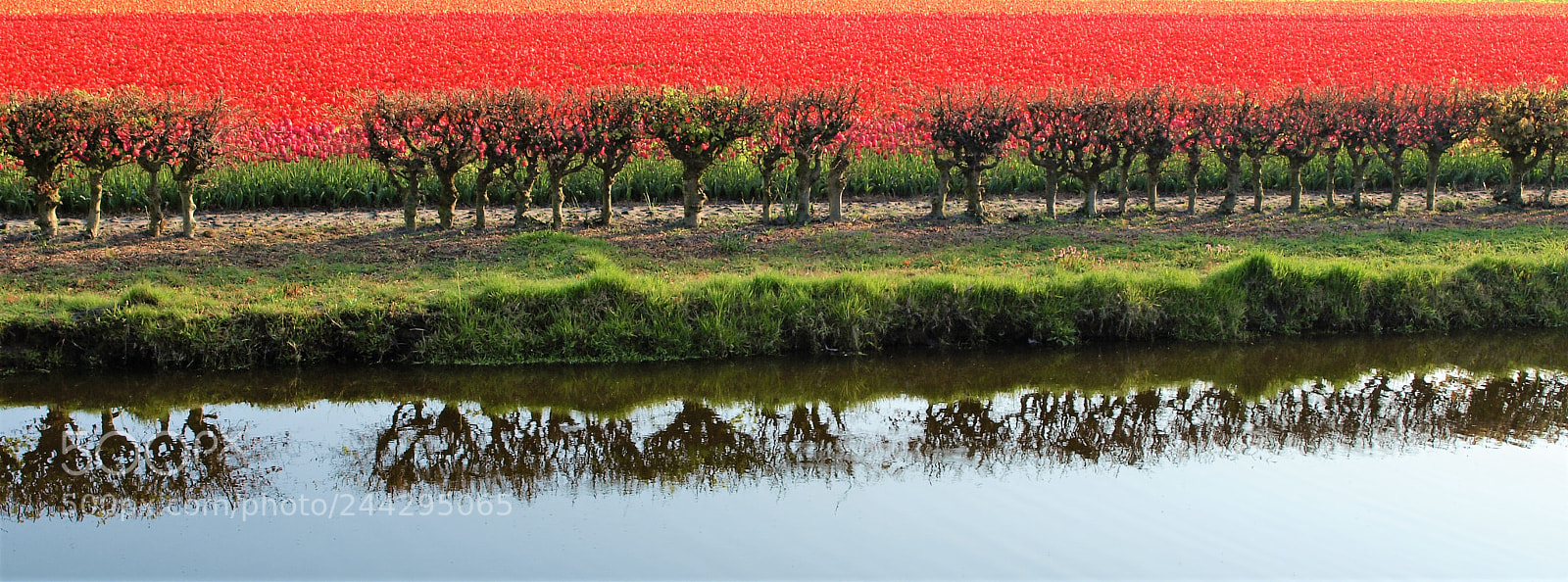 Olympus E-410 (EVOLT E-410) sample photo. Tulips and mirroring photography