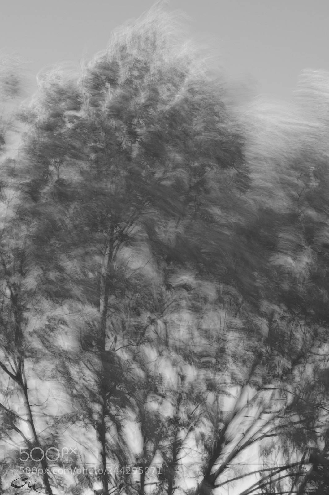 Nikon D5000 sample photo. Wind confusion photography