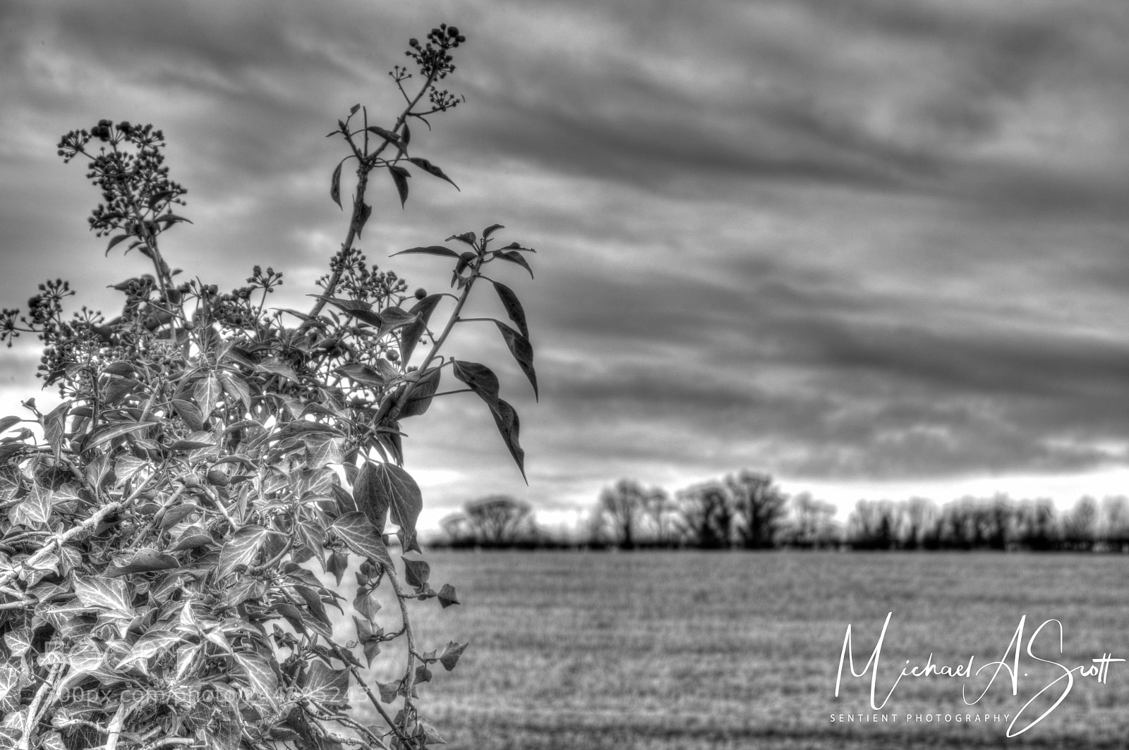 Nikon D800 sample photo. The king's walk. photography