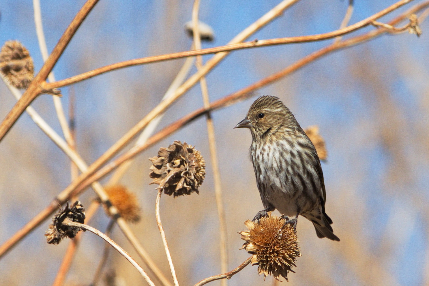 Canon EF 70-200mm F2.8L IS II USM sample photo. Pine siskin photography