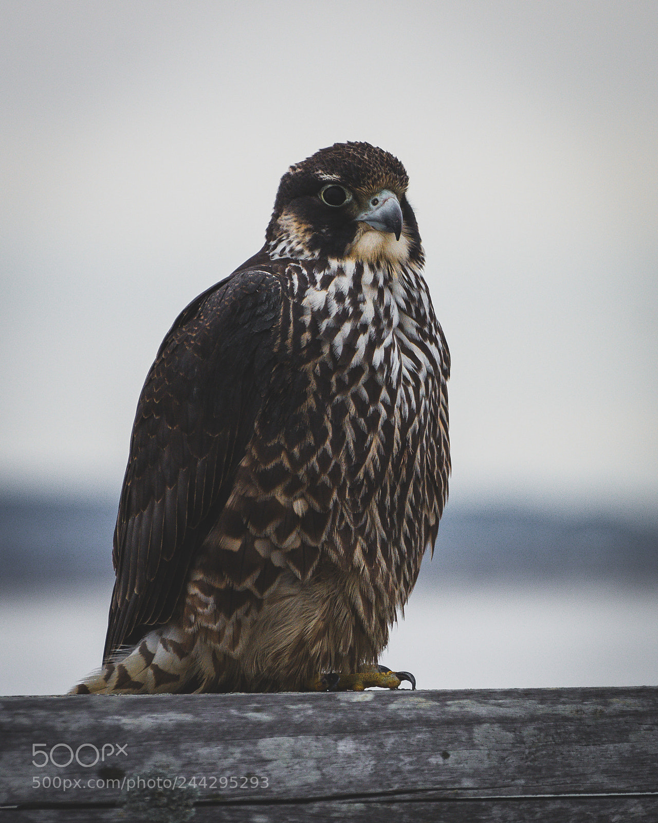 Nikon D7200 sample photo. Peregrine falcon on duxbury photography