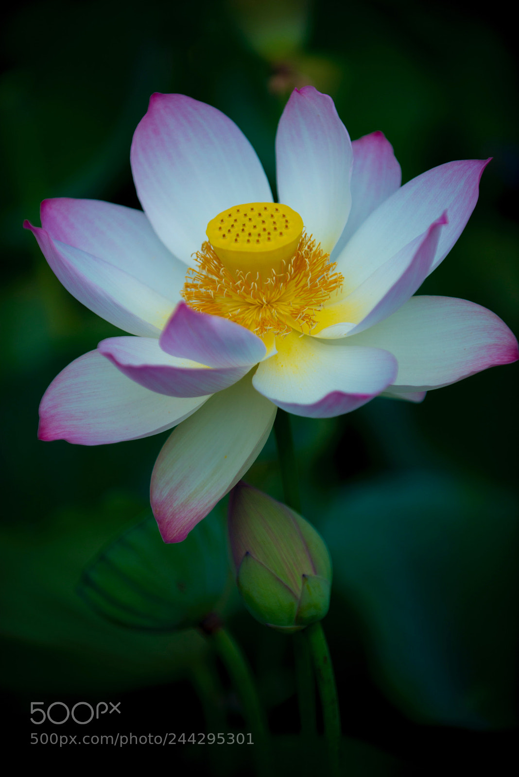 Nikon D800 sample photo. Untitled photography