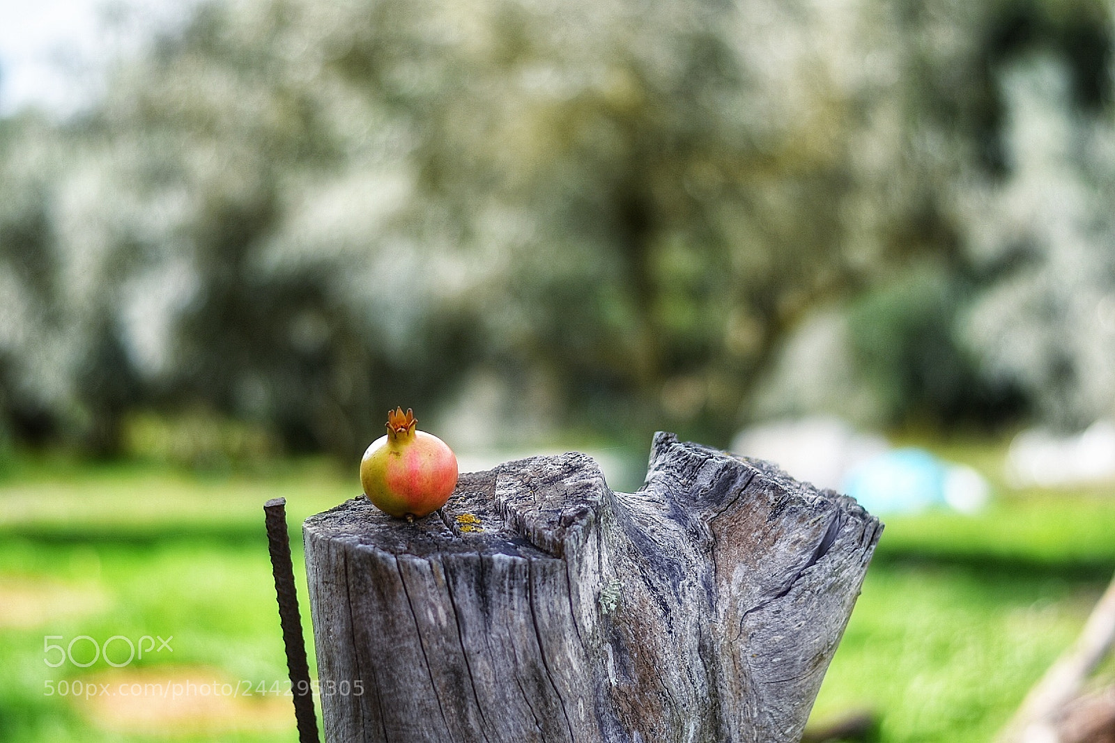 Nikon D5500 sample photo. Rural shooting - grenadines photography