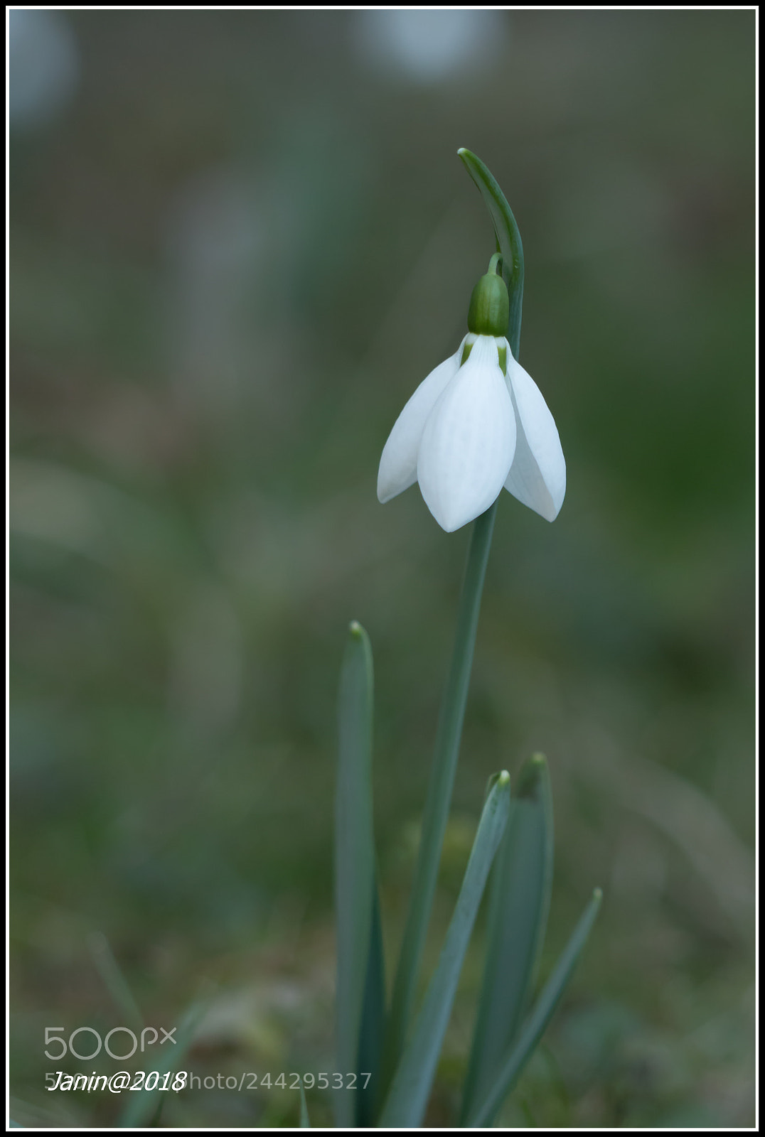 Canon EOS 77D (EOS 9000D / EOS 770D) sample photo. A snowdrop dressed in photography