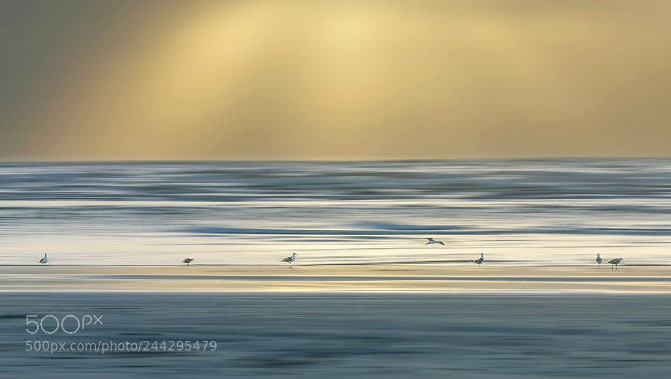 Sony a7R II sample photo. Birds on the beach photography