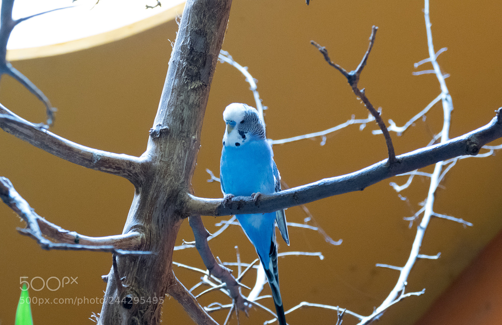 Panasonic Lumix DMC-FZ1000 sample photo. Blue bird photography