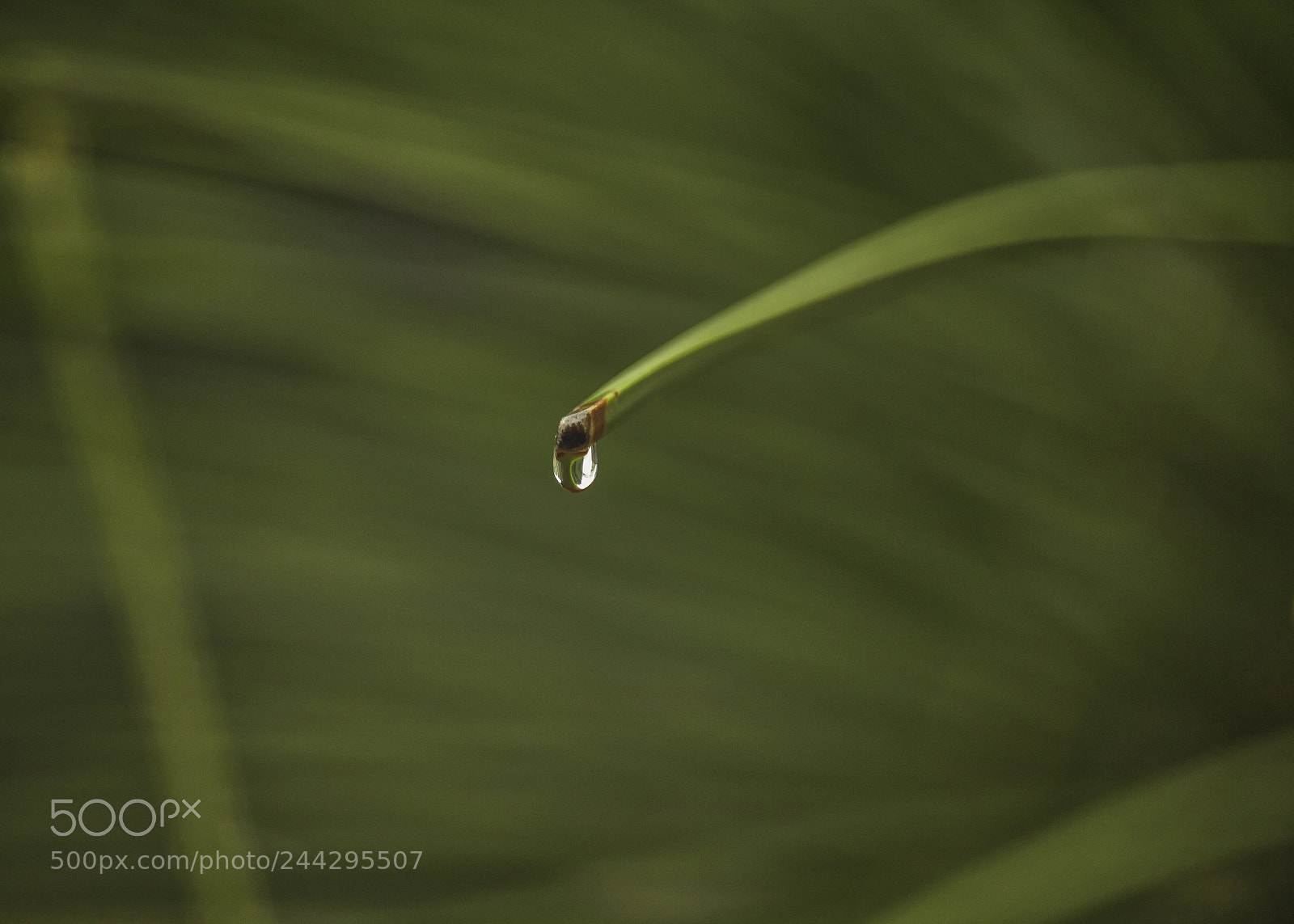 Canon EOS 550D (EOS Rebel T2i / EOS Kiss X4) sample photo. A drop of rain photography