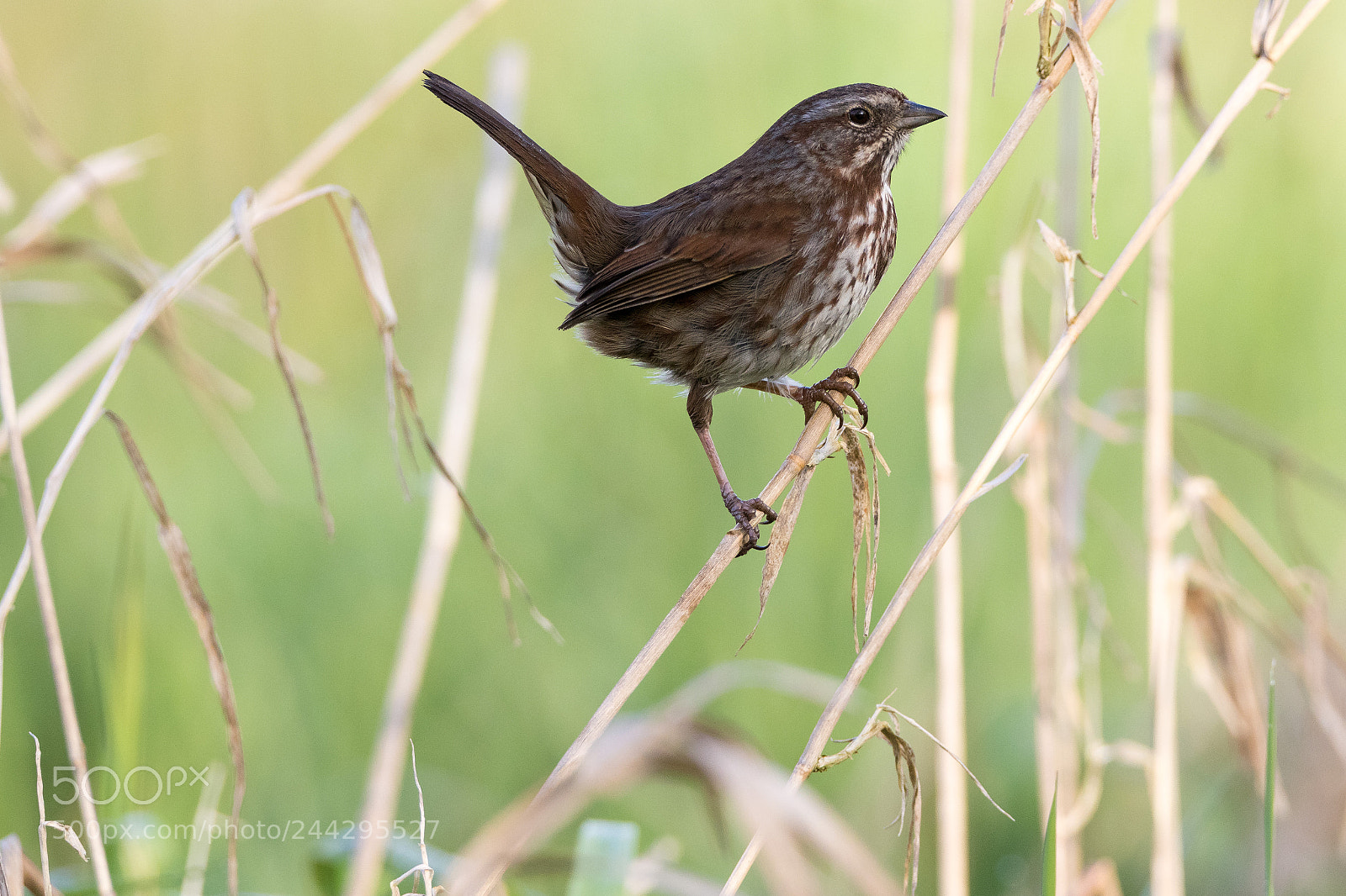 Canon EOS 7D Mark II sample photo. Kk0a0220-2.jpg photography