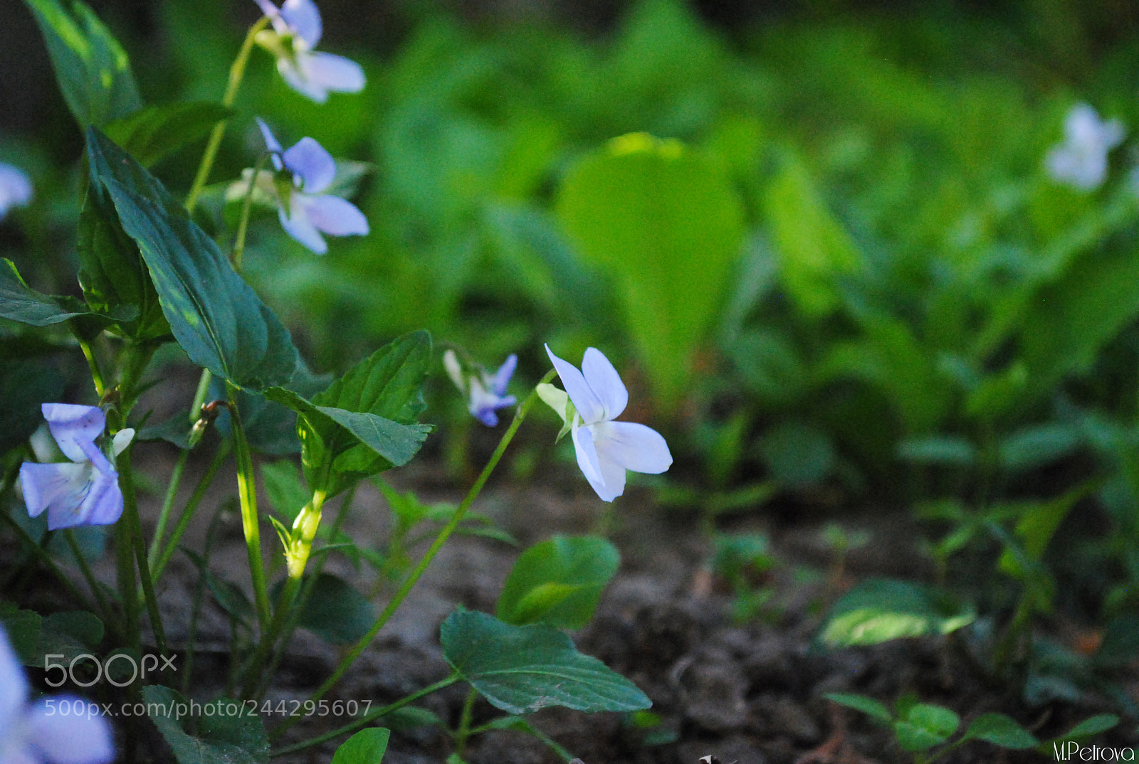 Nikon D3000 sample photo. Garden flowers photography