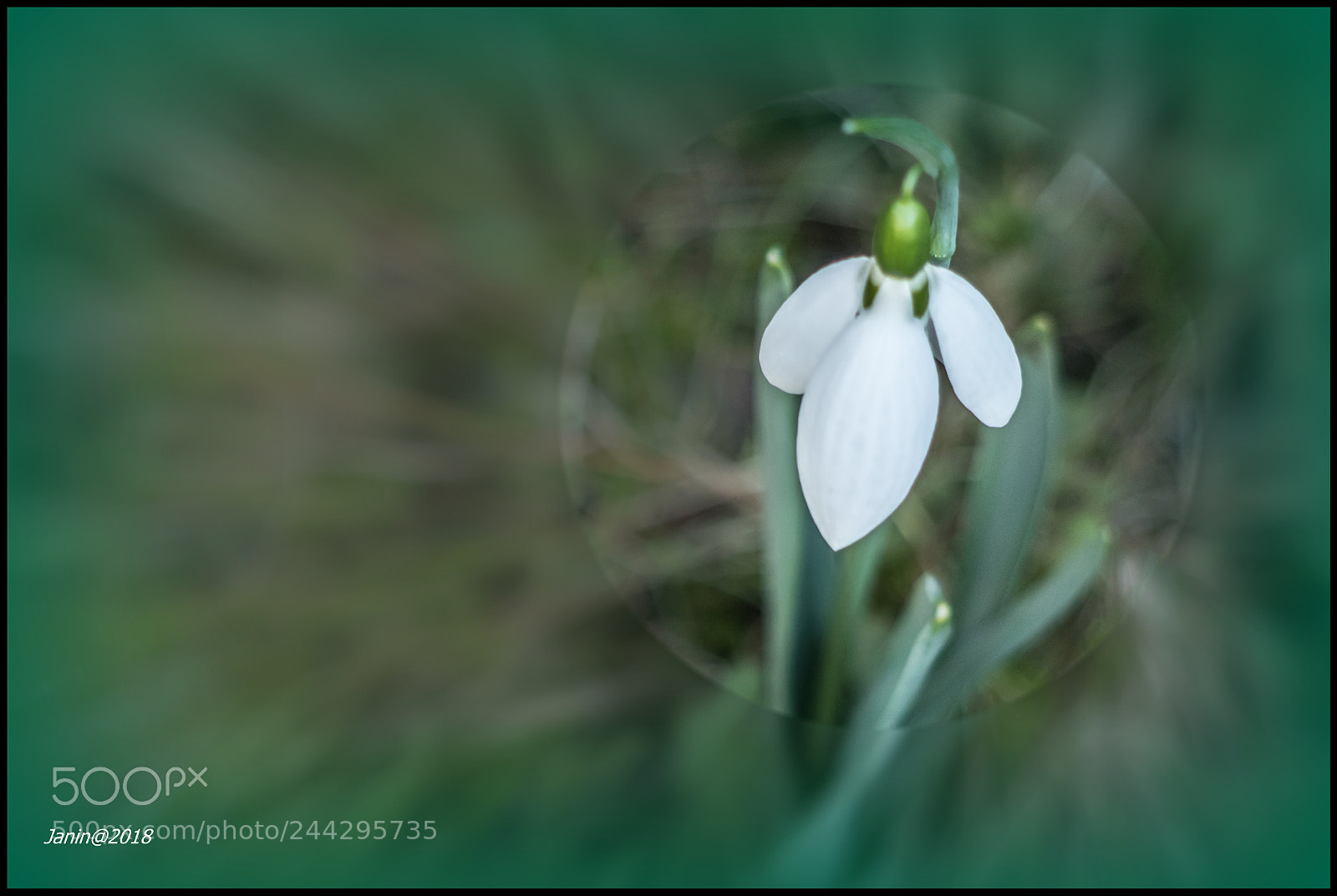 Canon EOS 77D (EOS 9000D / EOS 770D) sample photo. Another version of snowdrop photography