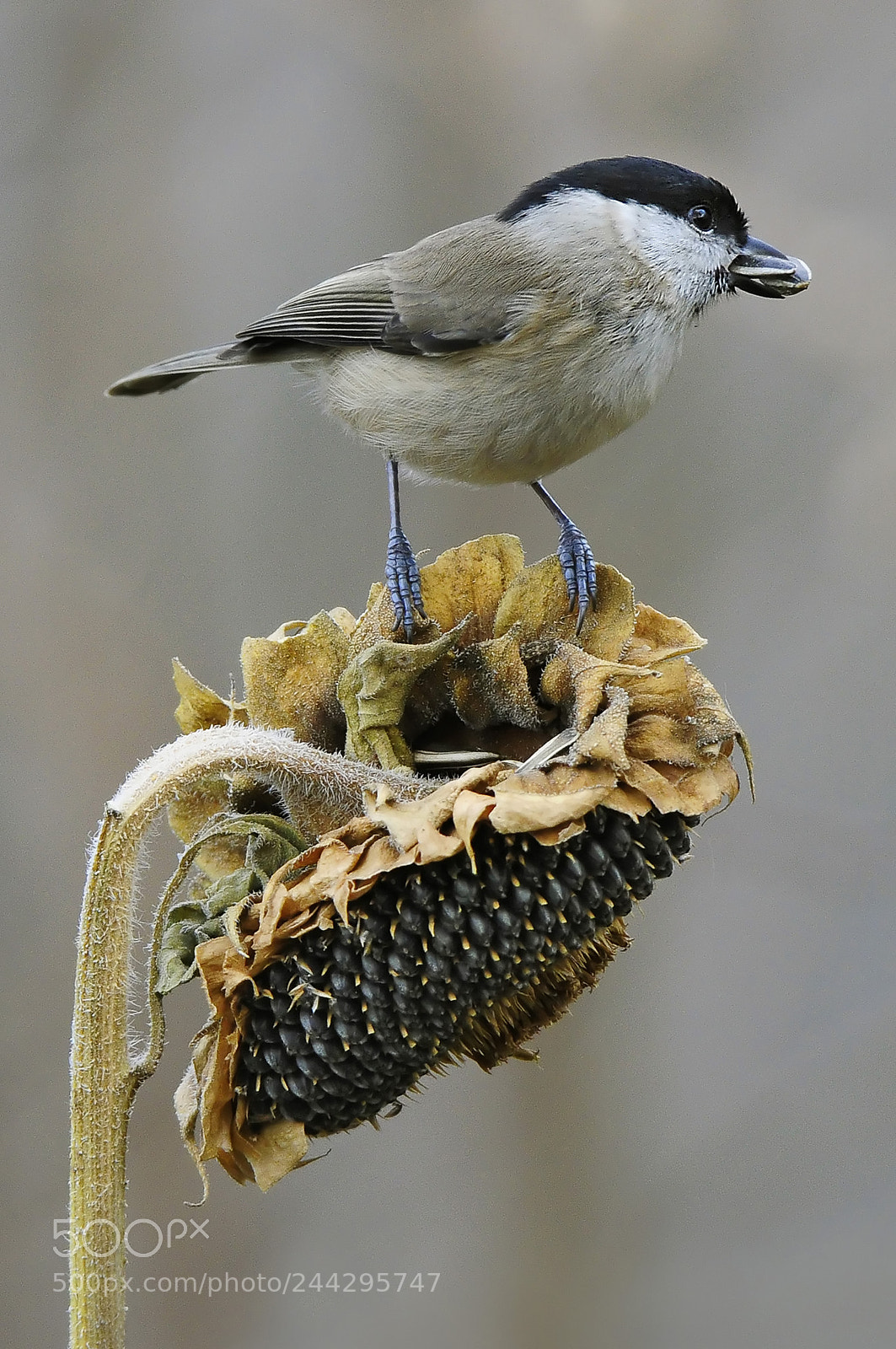 Nikon D300 sample photo. Sul solito girasole photography