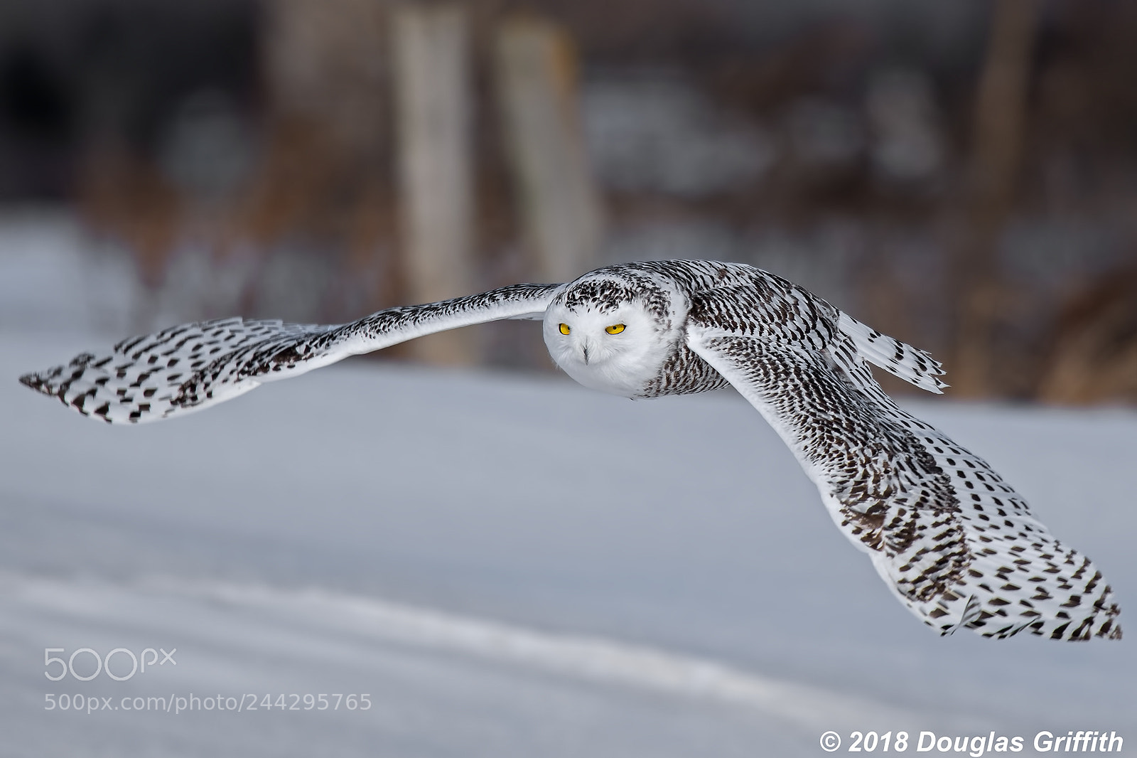Nikon D500 sample photo. Female snowy owl bubo photography