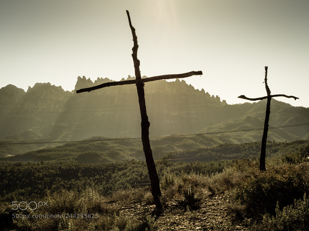 Olympus OM-D E-M5 II sample photo. The forest of crosses photography