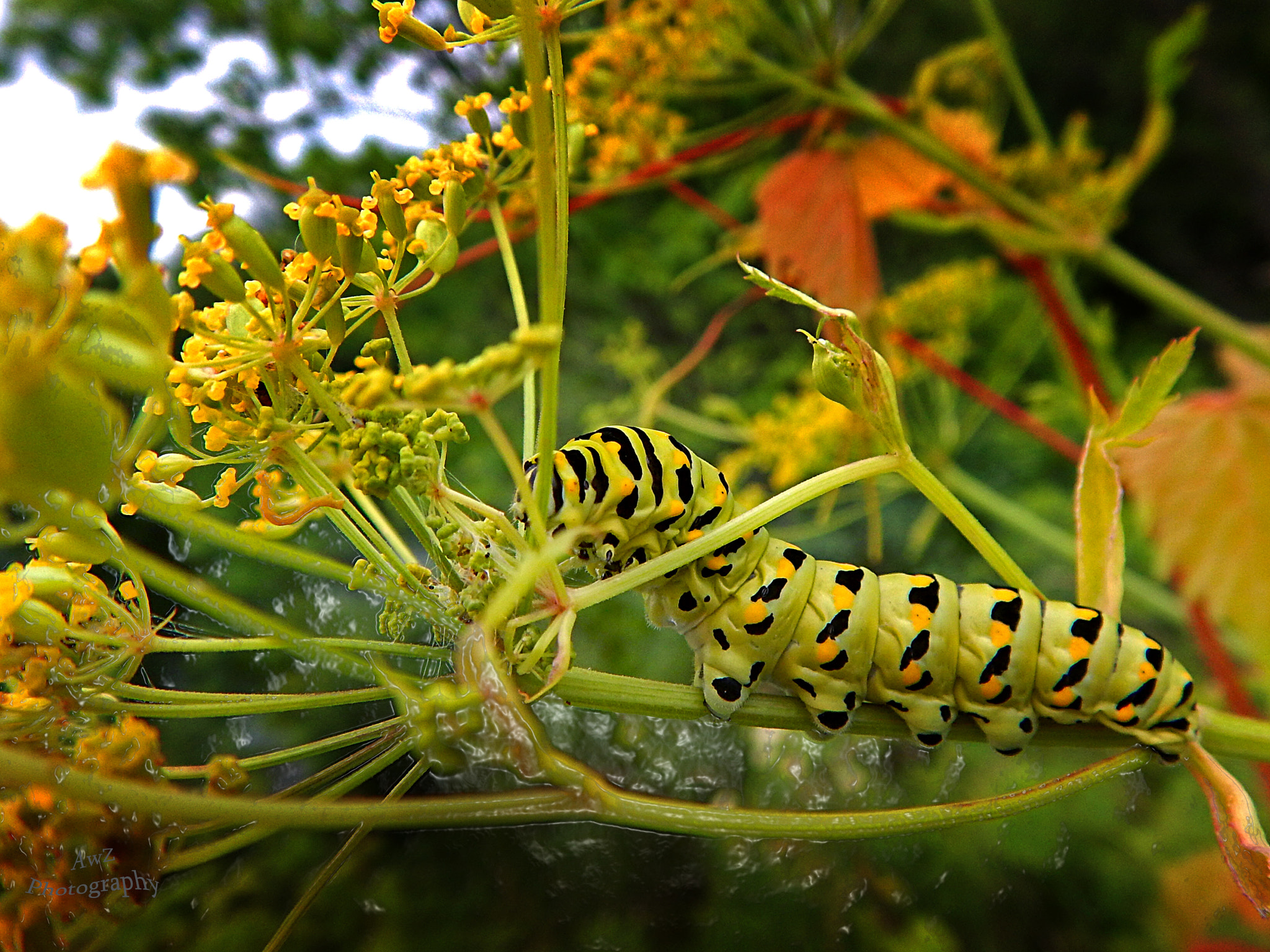 Nikon Coolpix AW120 sample photo. Swallowtail photography