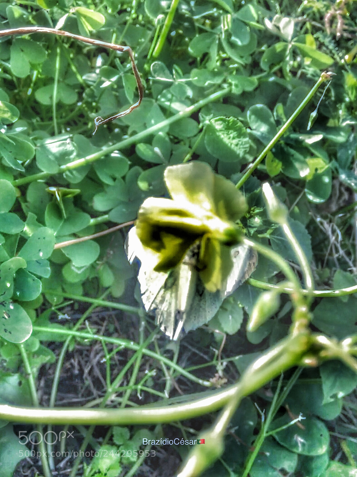 Apple iPhone 6s sample photo. Untitled photography
