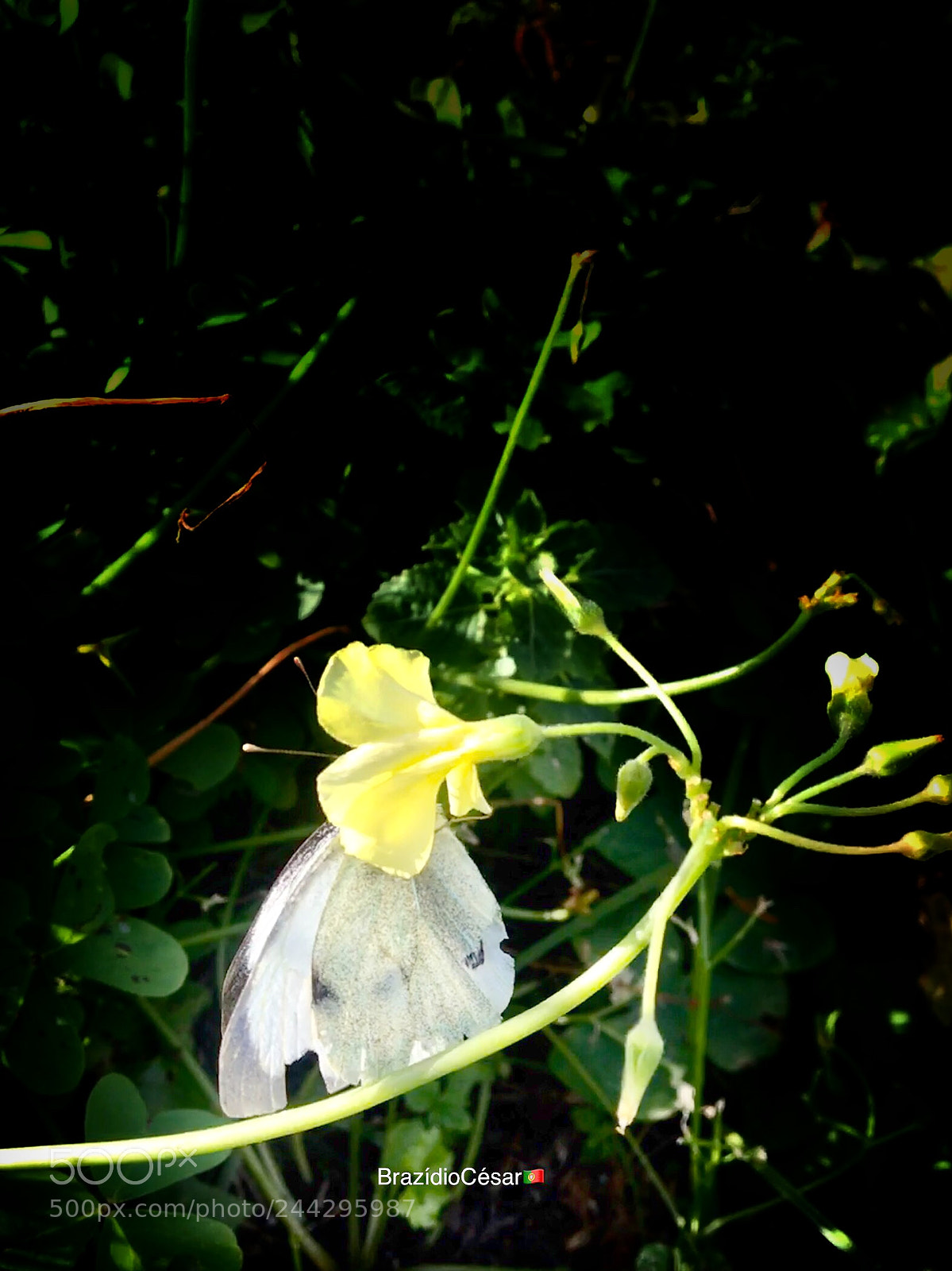 Apple iPhone 6s sample photo. Untitled photography