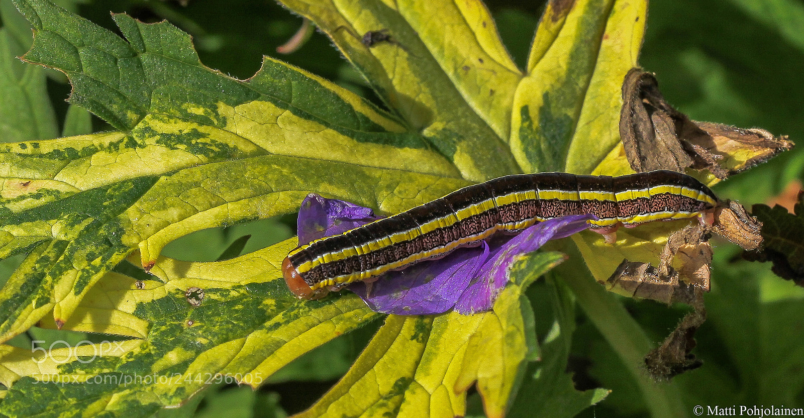 Canon EOS 50D sample photo. Caterpillar photography