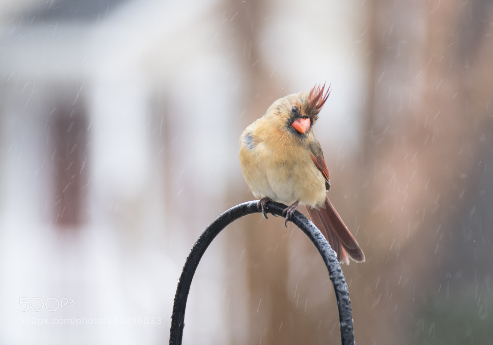 Nikon D500 sample photo. Cardinal photography