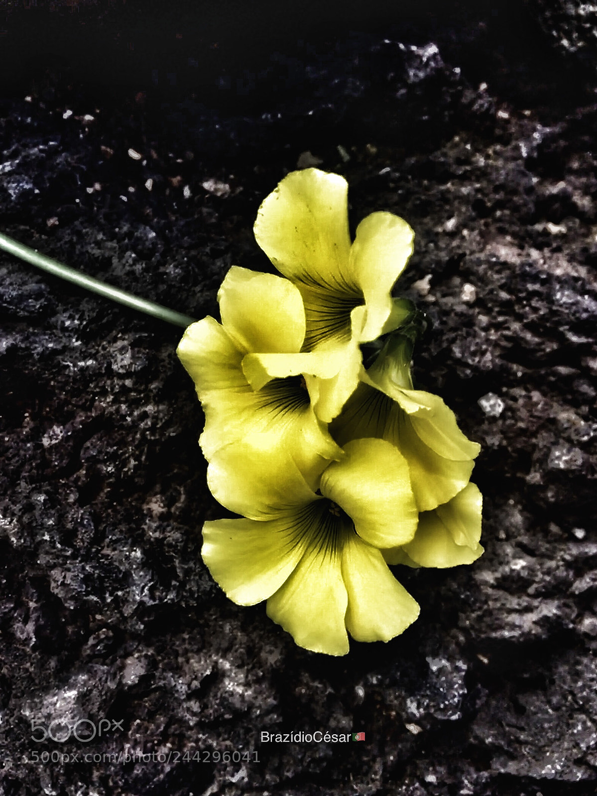 Apple iPhone 6s sample photo. Untitled photography