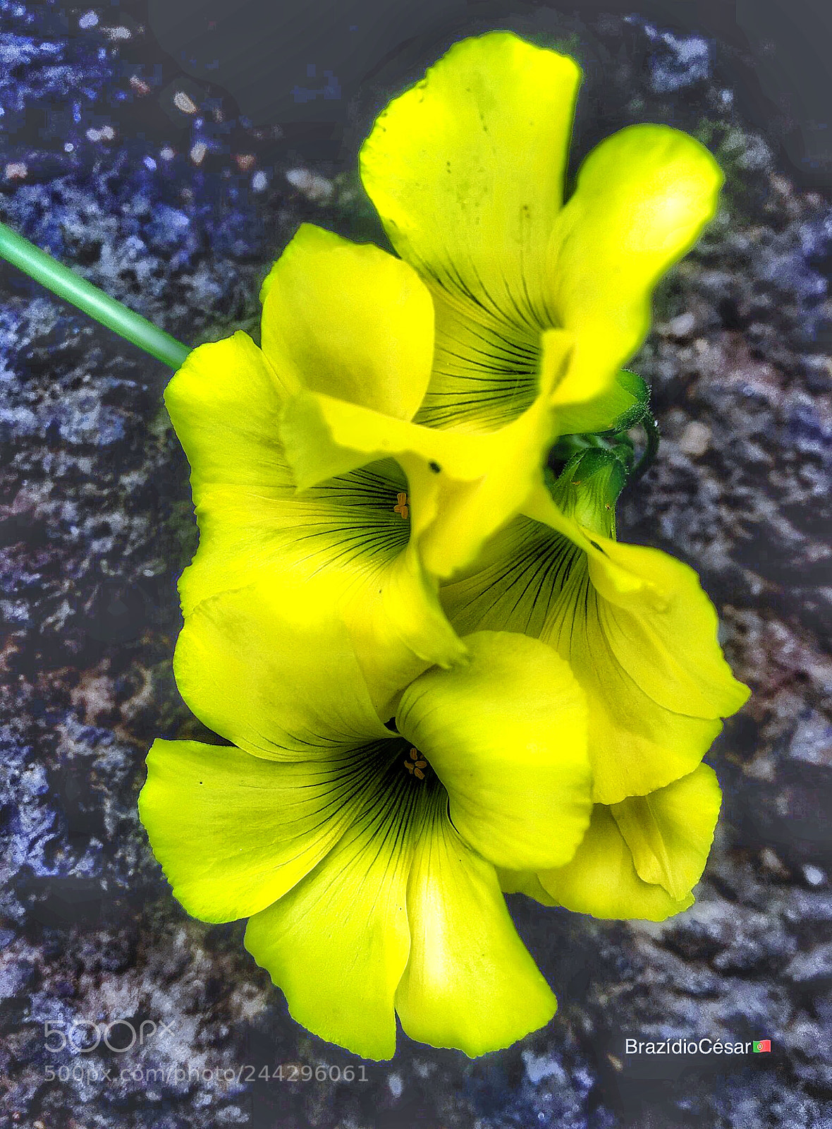 Apple iPhone 6s sample photo. Untitled photography