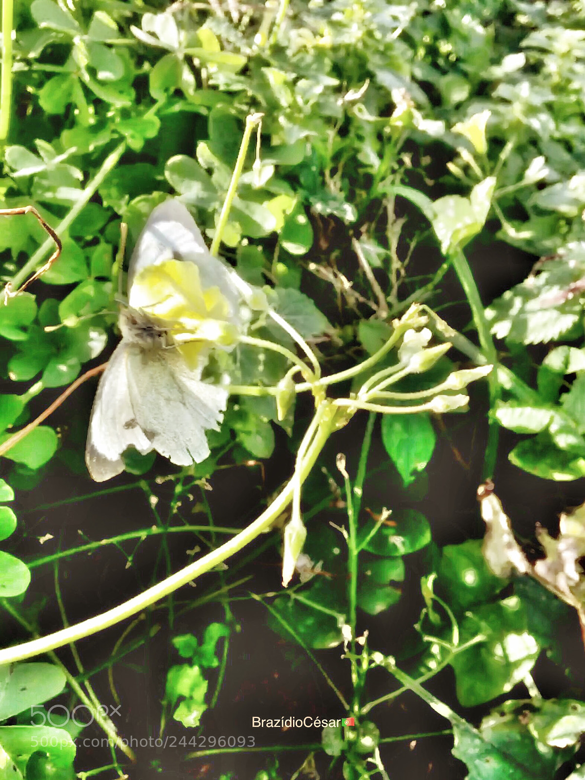 Apple iPhone 6s sample photo. Untitled photography