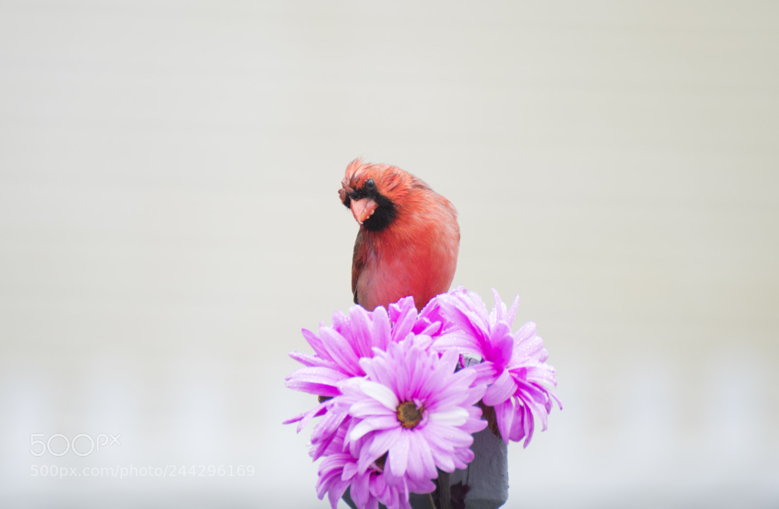 Nikon D500 sample photo. Red cardinal photography
