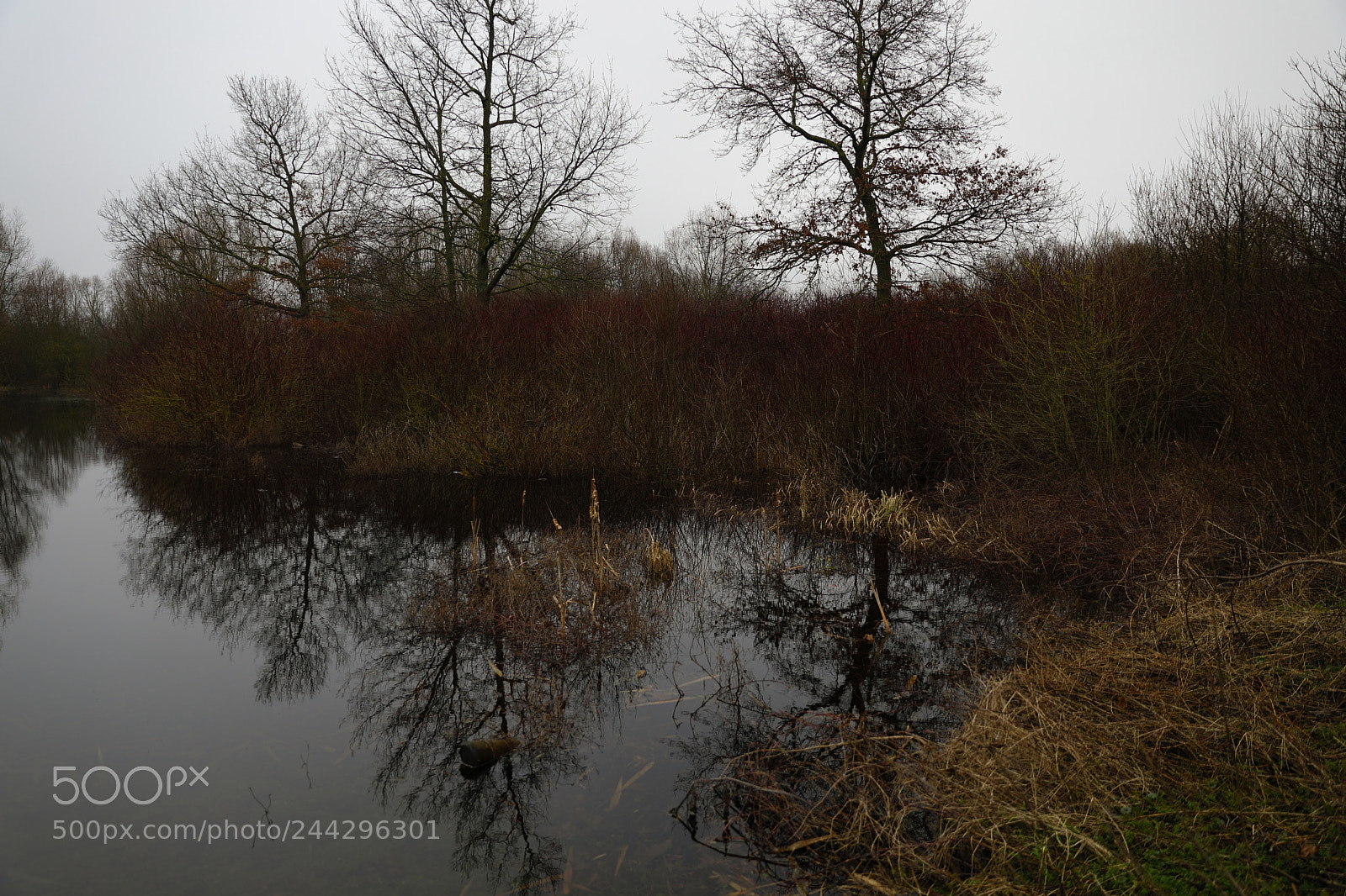 Canon EF 24-70mm F2.8L II USM sample photo. Torcy photography