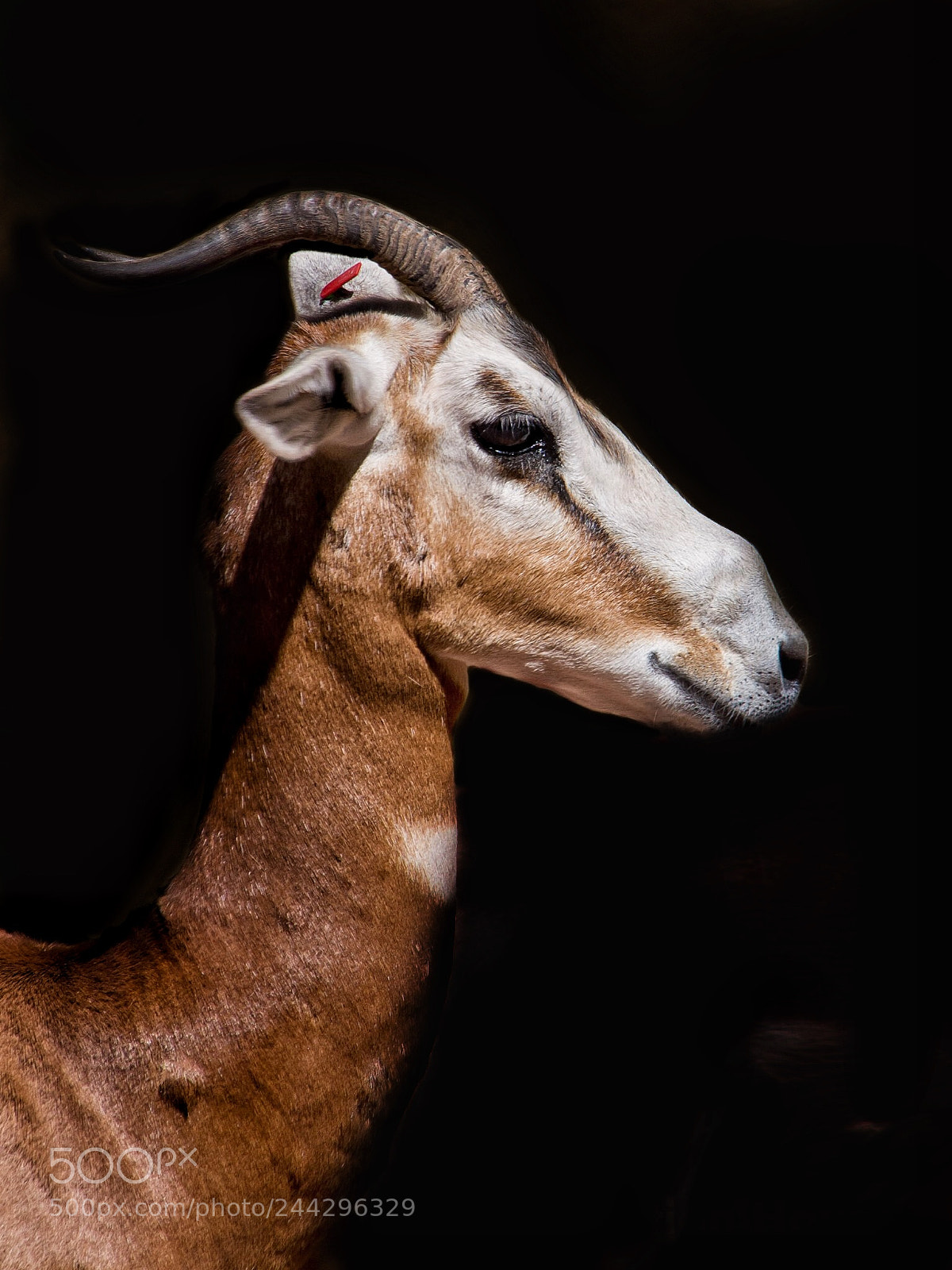 Olympus E-5 sample photo. Mhorr gazelle photography