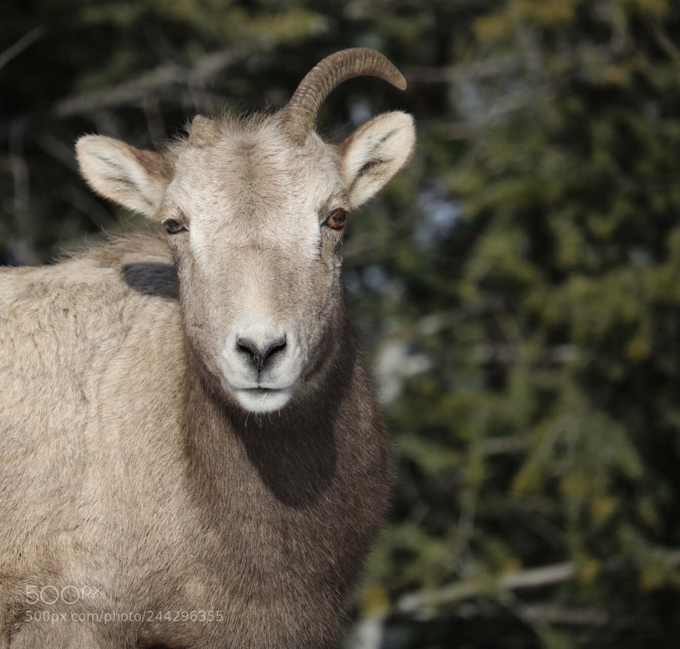 Canon EOS 750D (EOS Rebel T6i / EOS Kiss X8i) sample photo. I found this one photography