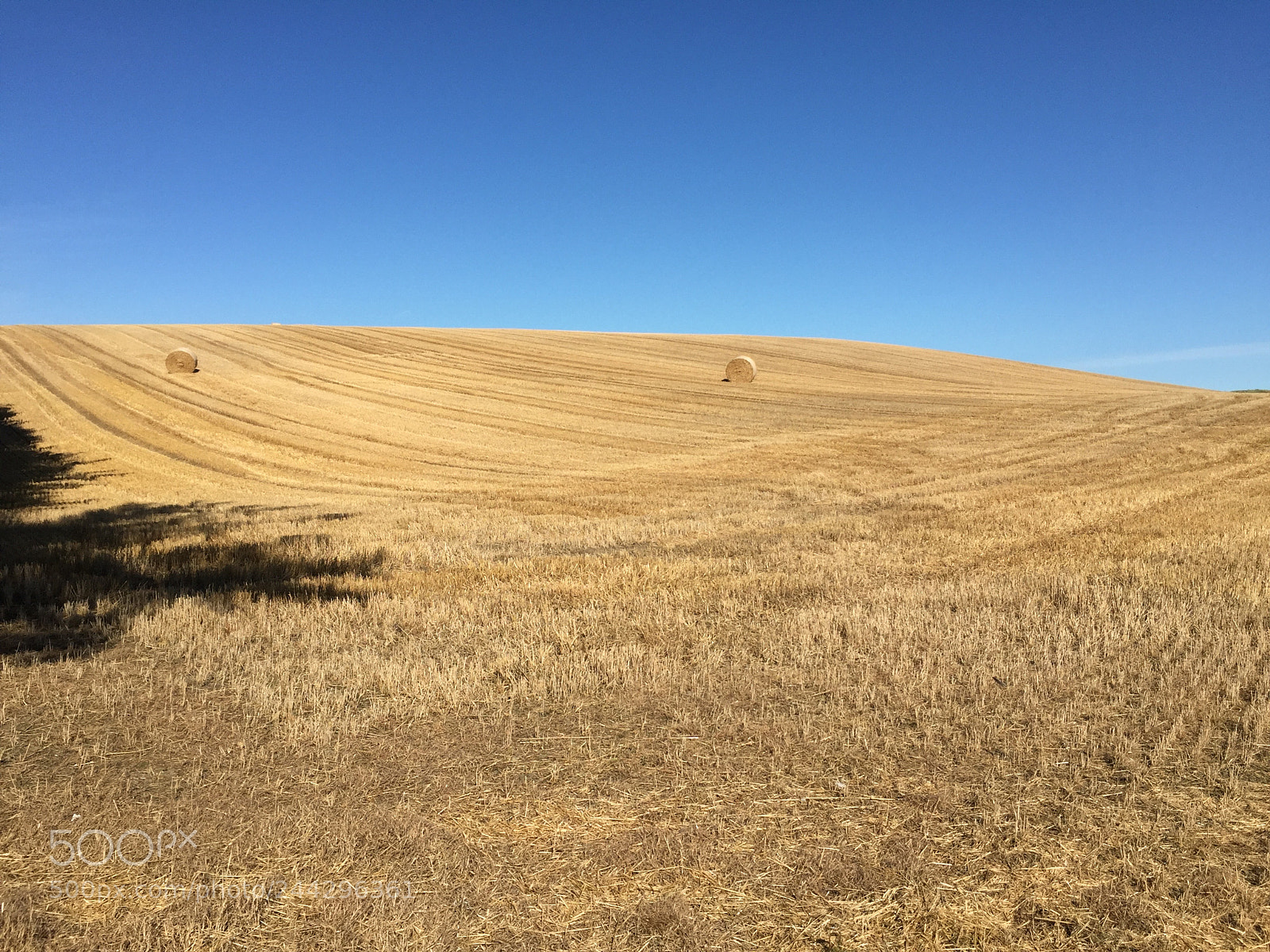 Apple iPhone 6 sample photo. Field of hay in photography