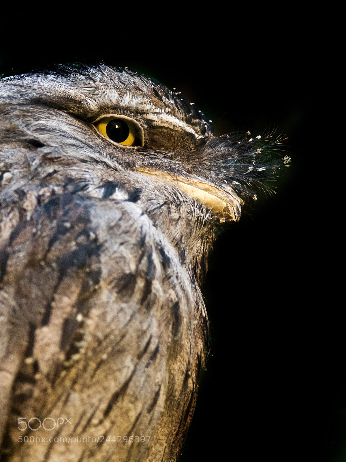 Olympus E-5 sample photo. Frogmouth photography