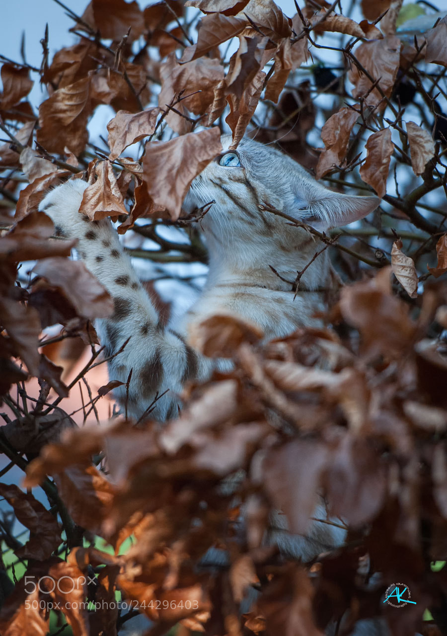 Nikon D200 sample photo. Lucy in stealth mode photography