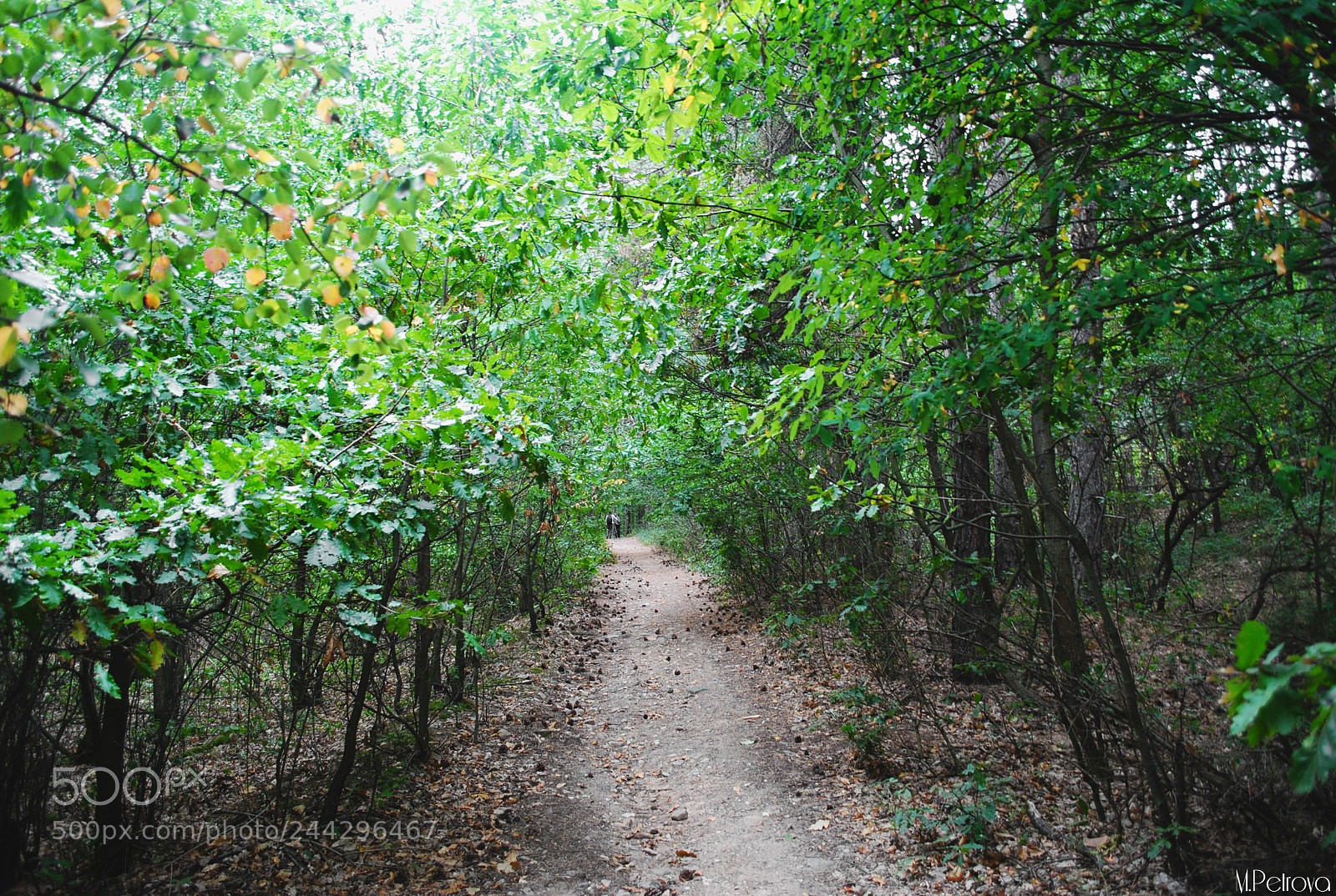 Nikon D3000 sample photo. Deep woods photography