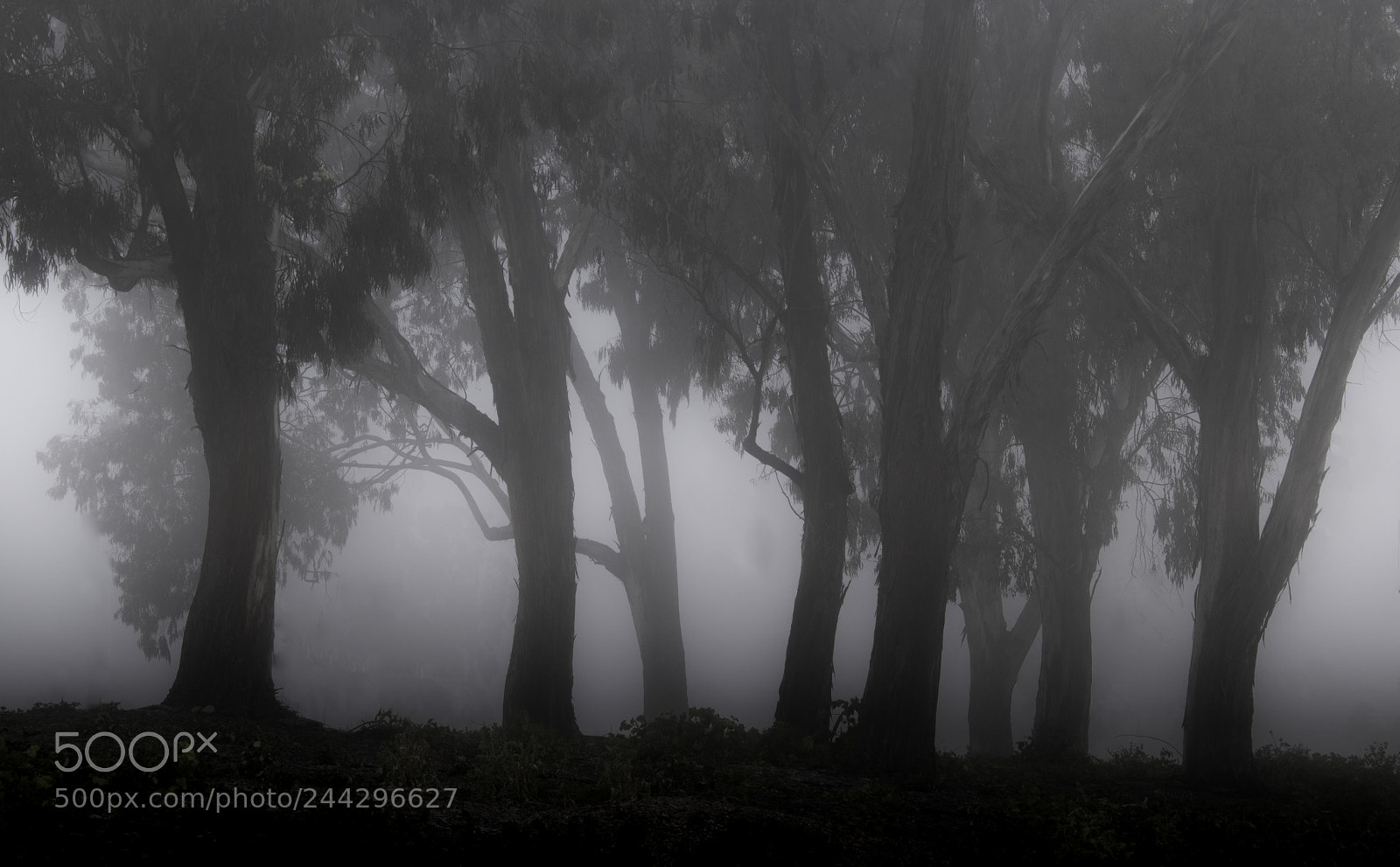 Canon EOS 750D (EOS Rebel T6i / EOS Kiss X8i) sample photo. 8 eucalyptus photography