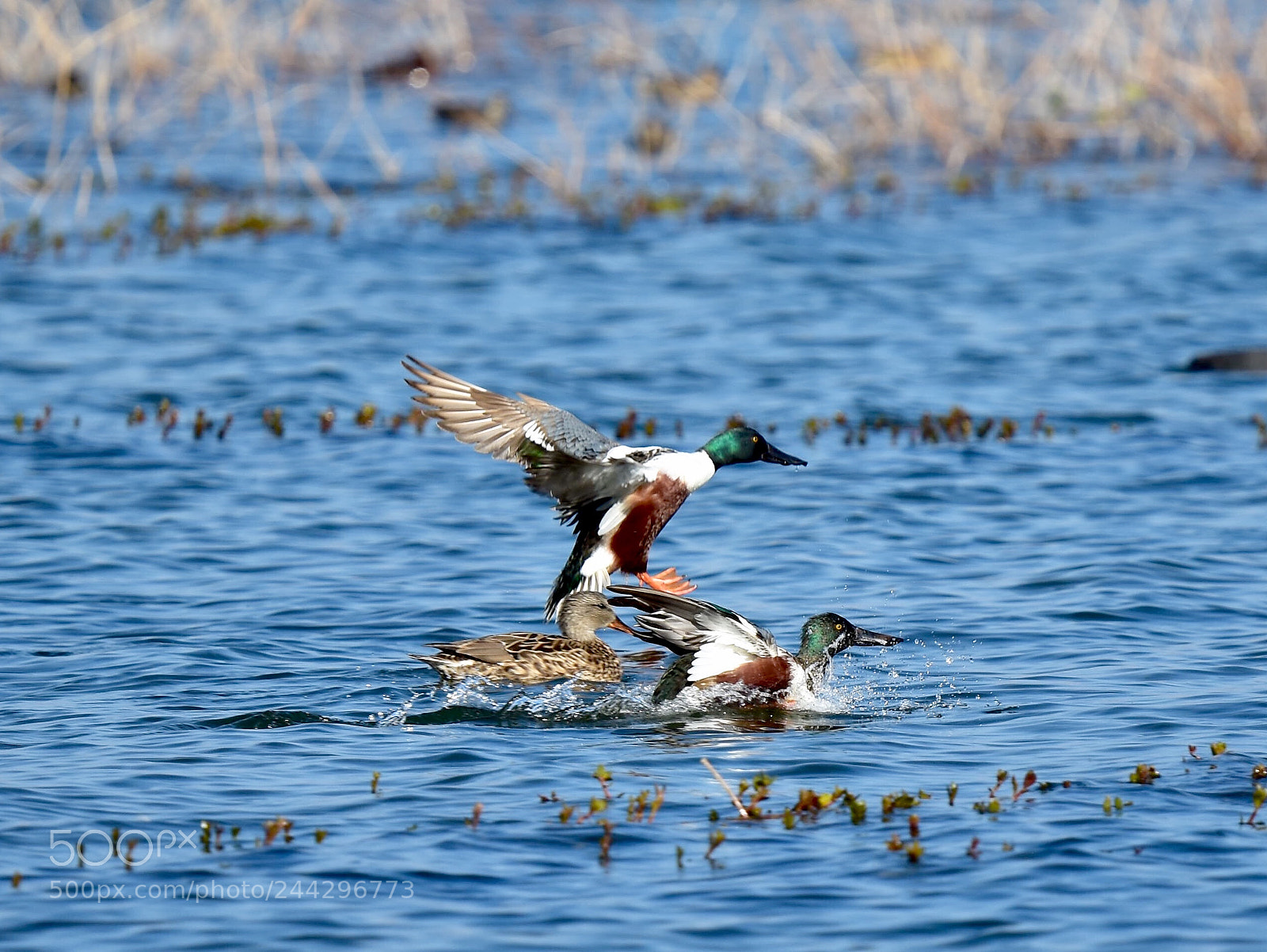 Nikon D7200 sample photo. Fly photography