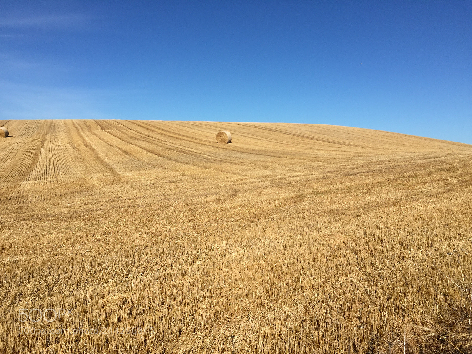 Apple iPhone 6 sample photo. Field of hay in photography