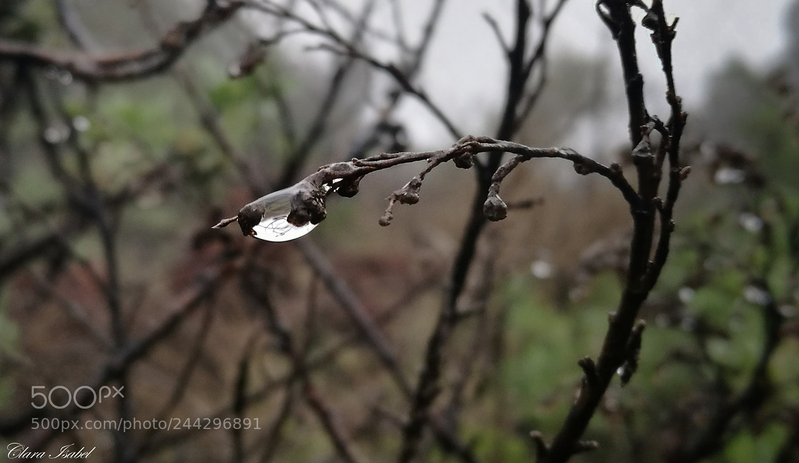 HUAWEI P9 Plus sample photo. Lágrimas de lluvia... photography