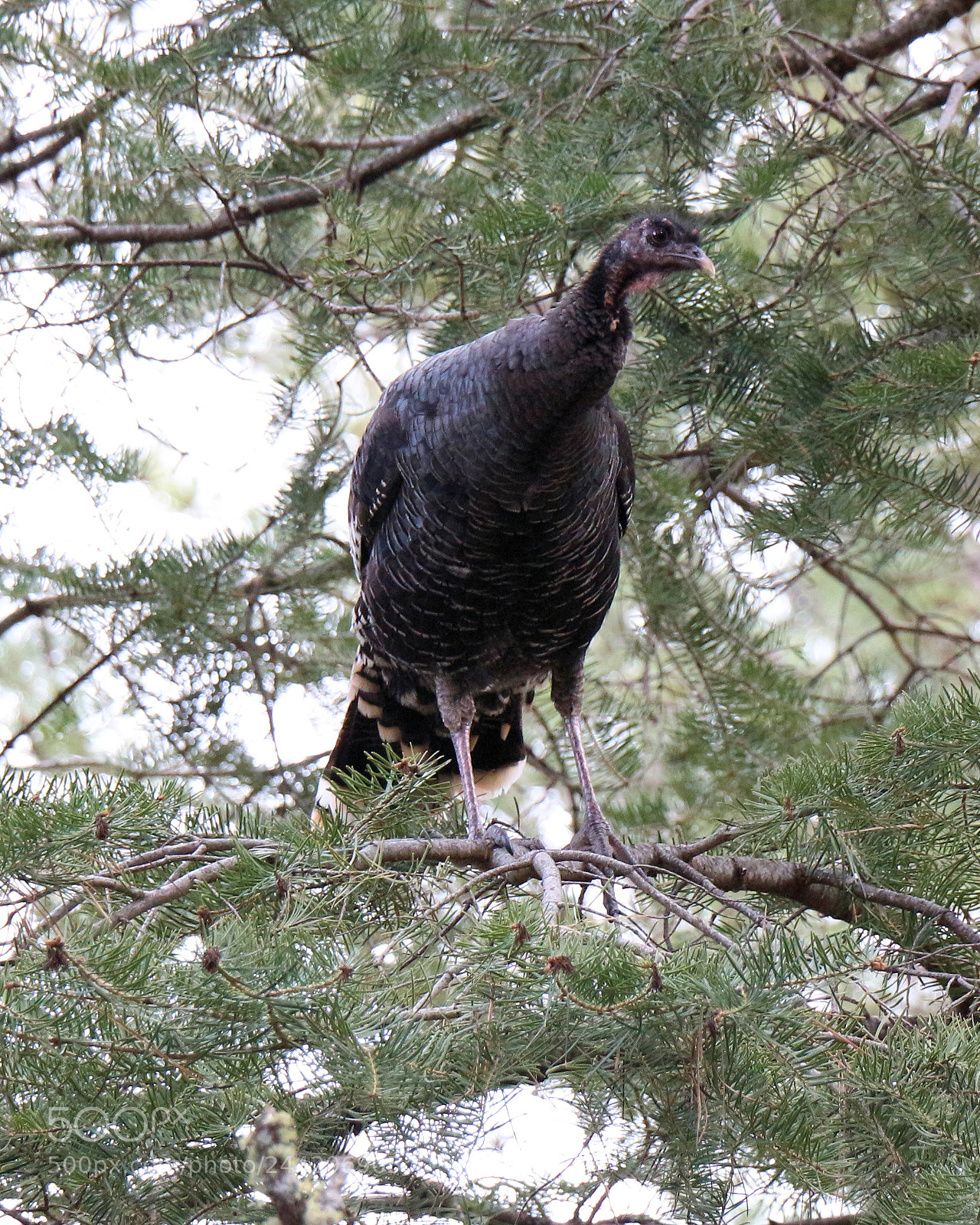 Canon EOS 700D (EOS Rebel T5i / EOS Kiss X7i) sample photo. A turkey in the photography