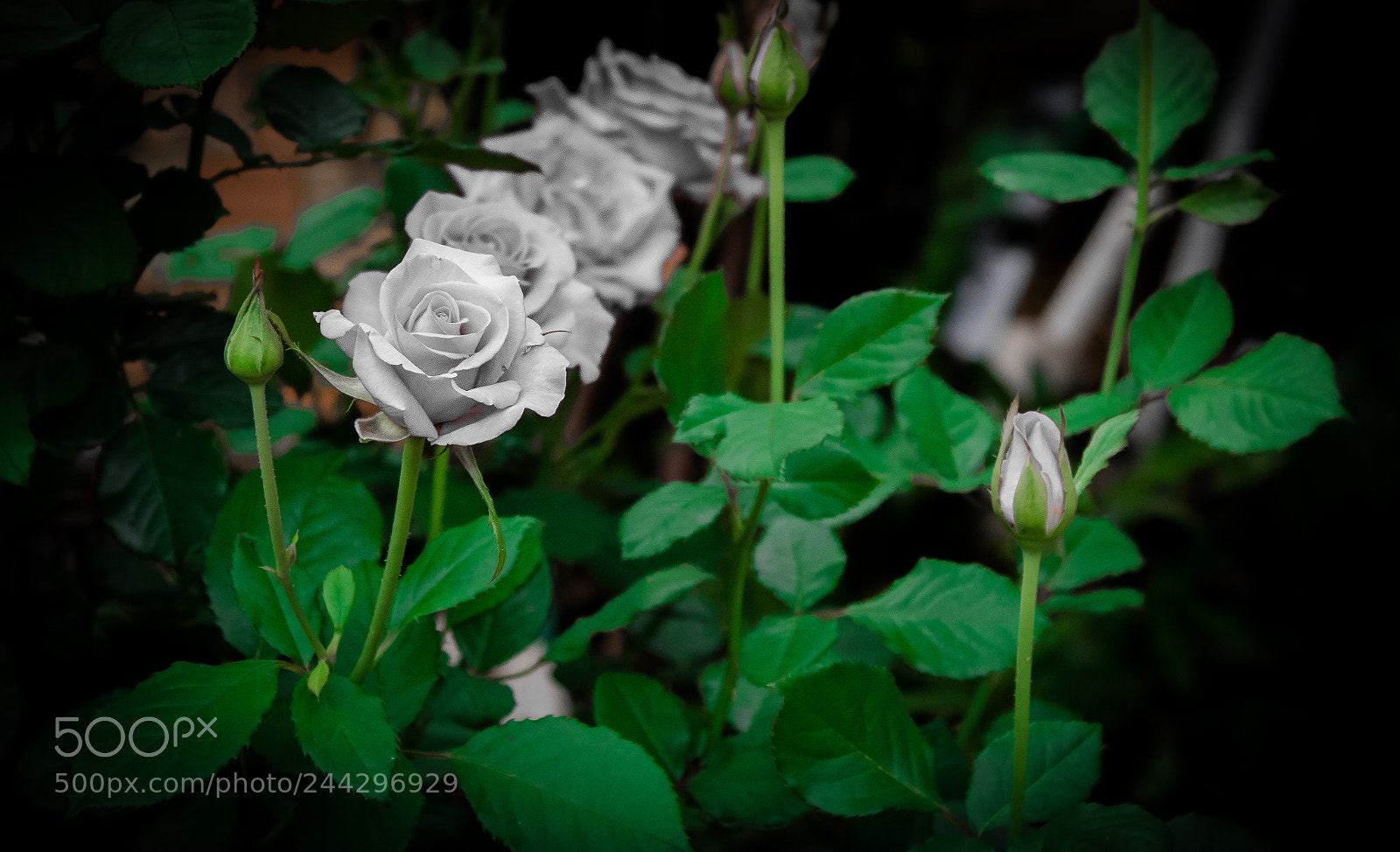 Canon EOS 1300D (EOS Rebel T6 / EOS Kiss X80) sample photo. White flower photography