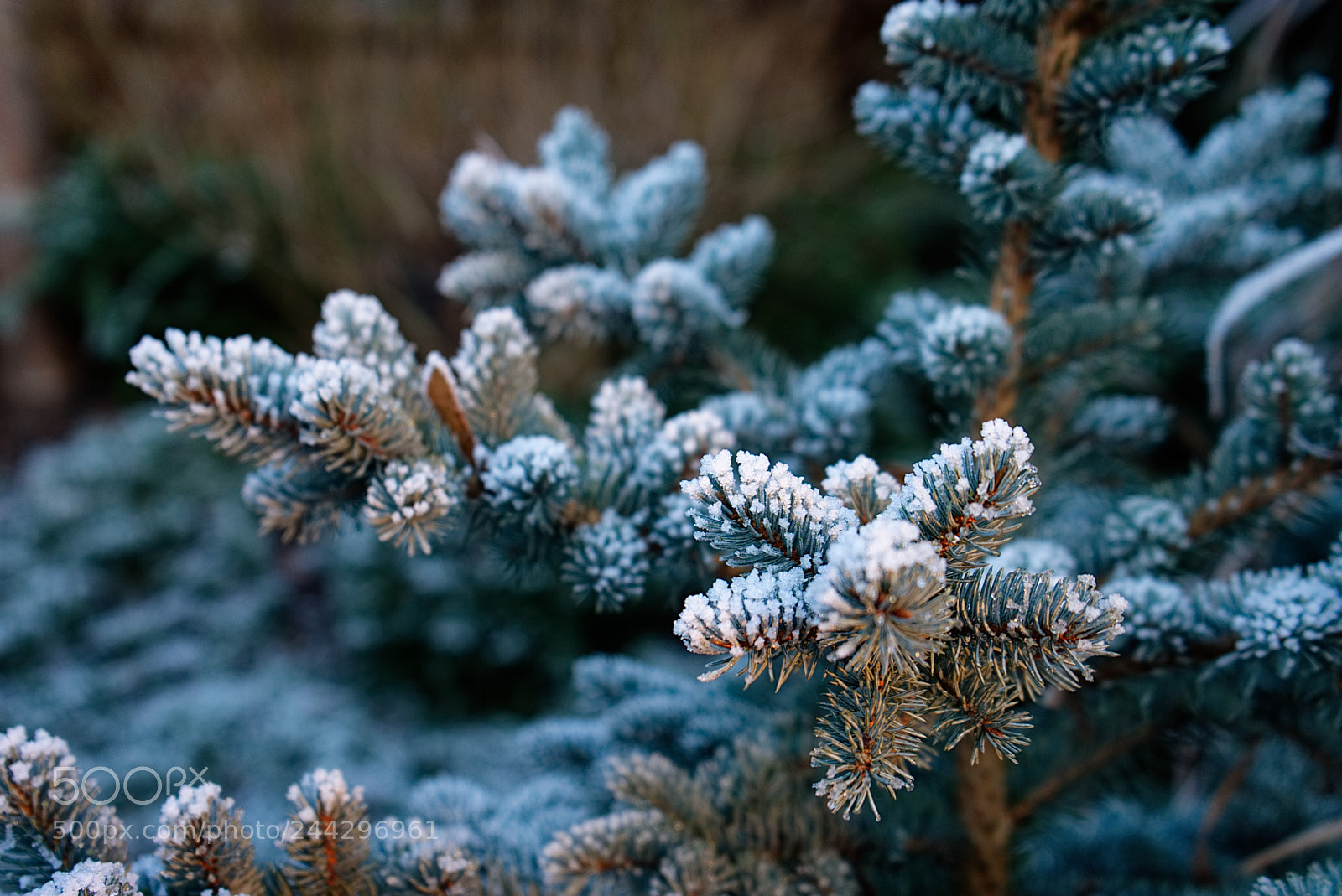 Sony a7 II sample photo. Frozen tree photography