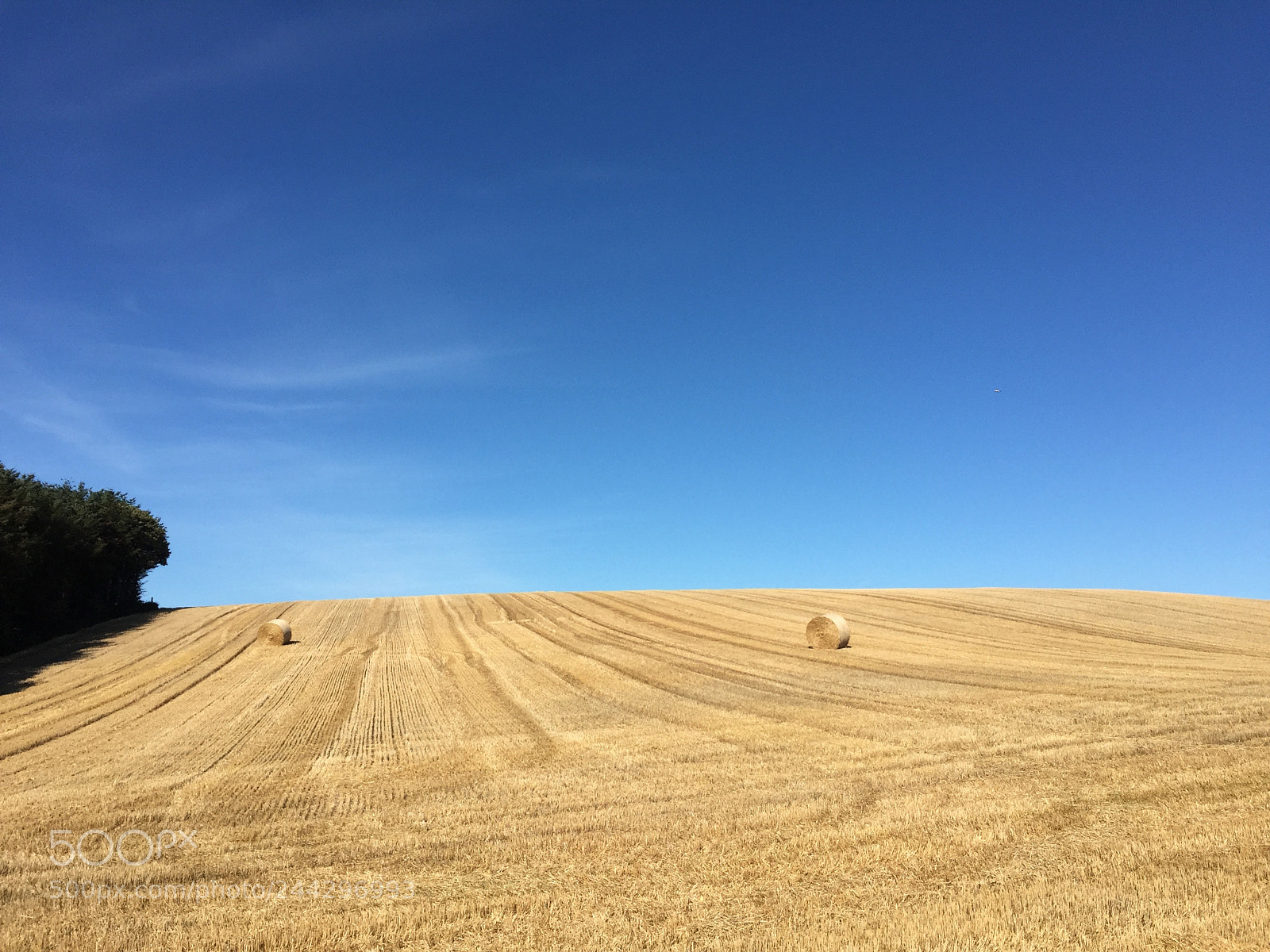 Apple iPhone 6 sample photo. Field of hay in photography